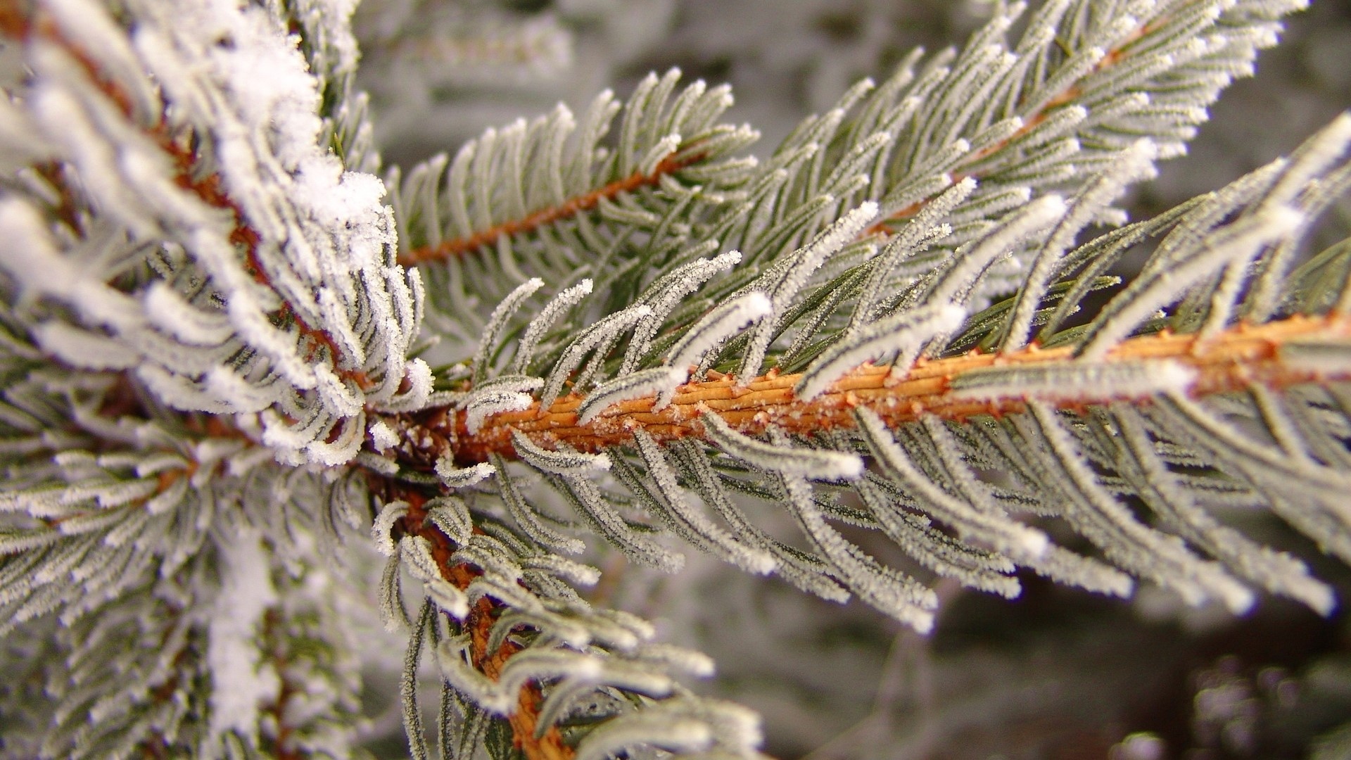 Close-up of a frosted pine branch HD Wallpaper
