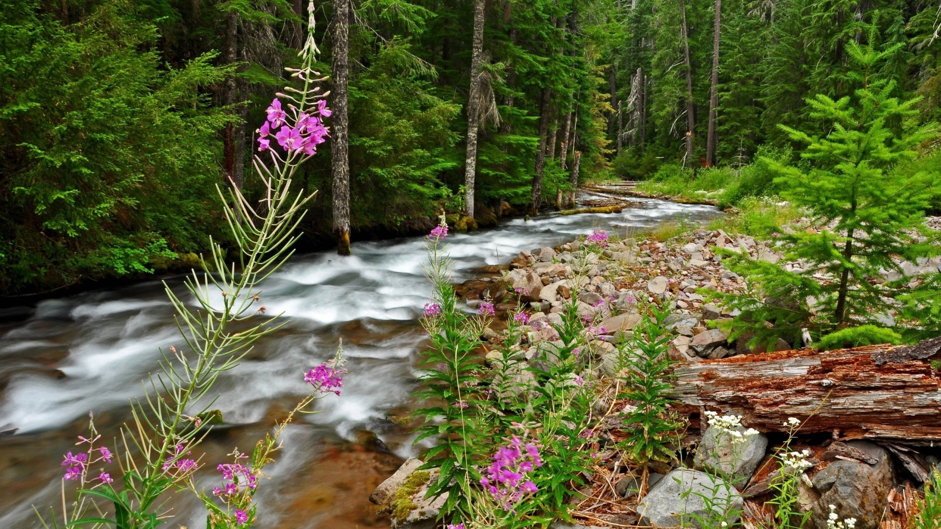 Forest river with pink flowers and trees HD Wallpaper