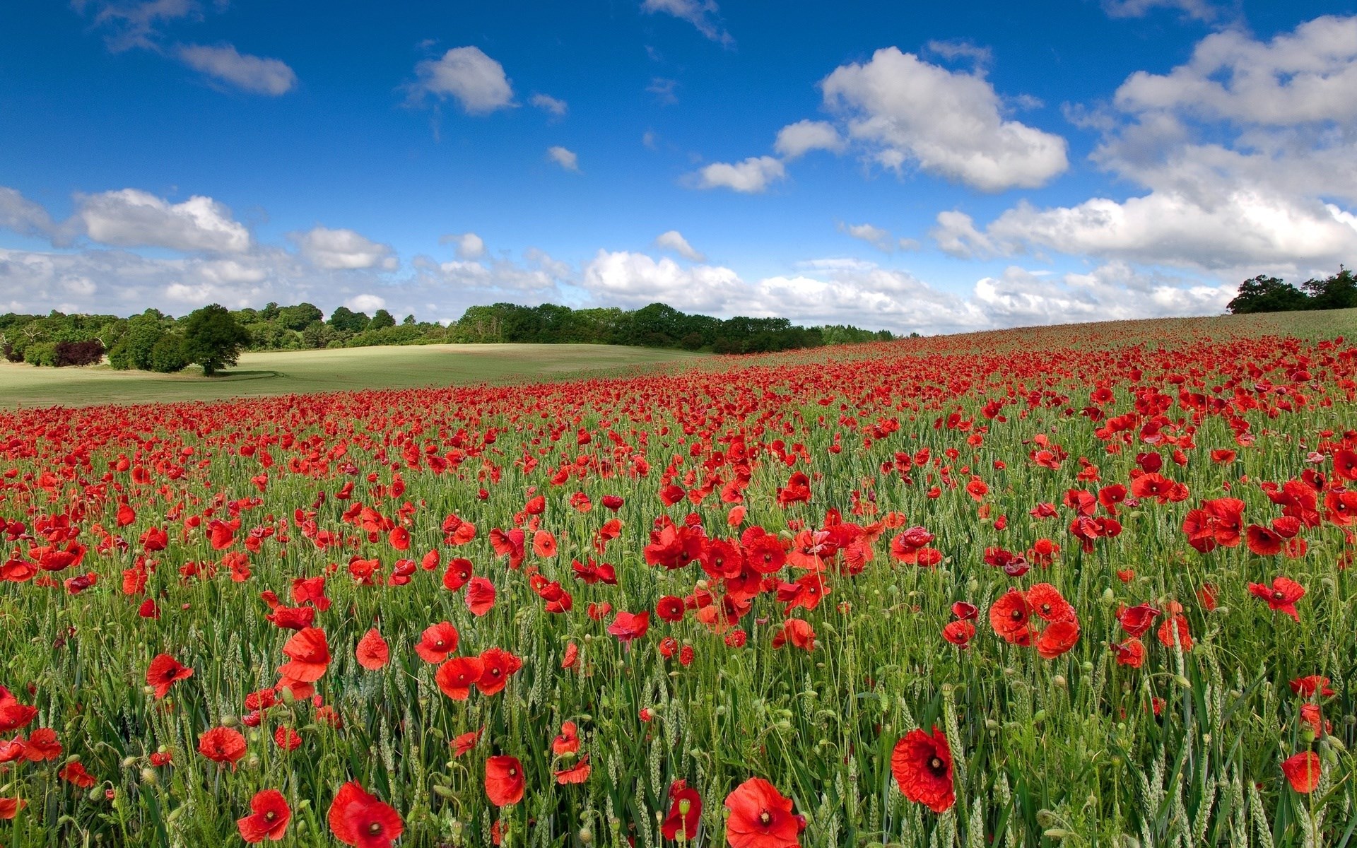 Field of red poppies under a blue sky HD Wallpaper