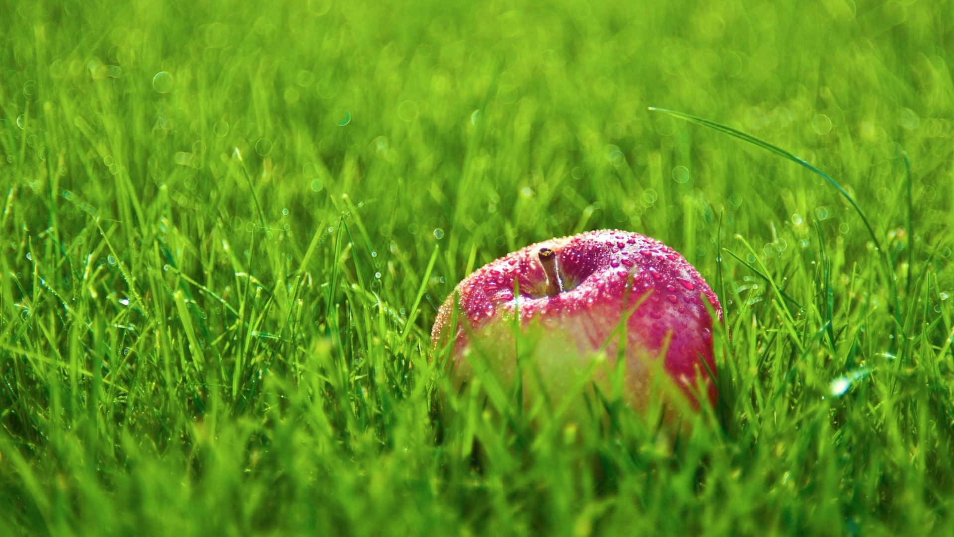 Red apple with water droplets on grass HD Wallpaper
