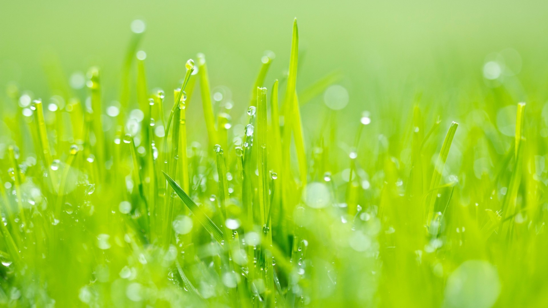 Fresh Green Grass with Water Droplets HD Wallpaper