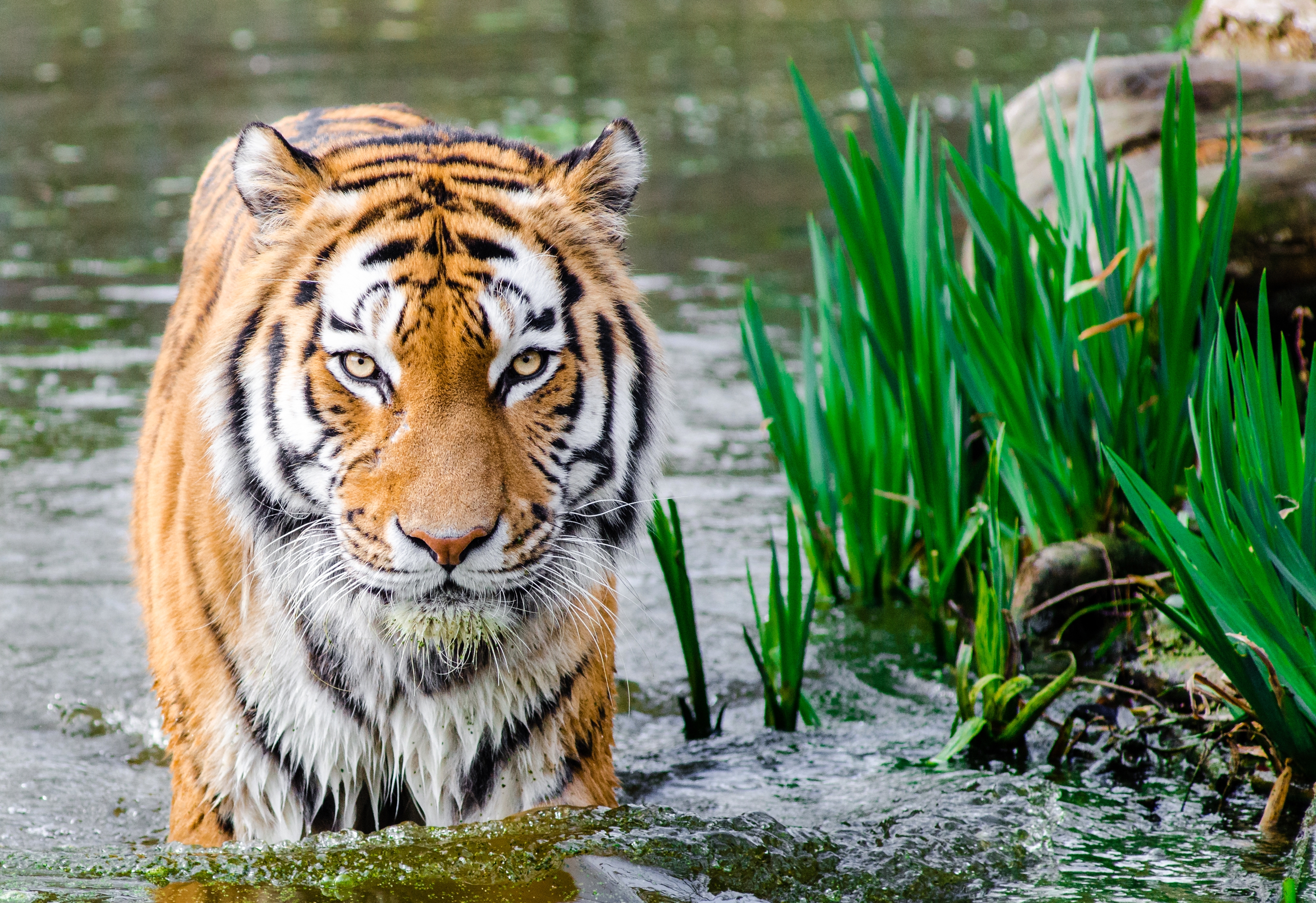 Bengal tiger walking in water near reeds HD Wallpaper
