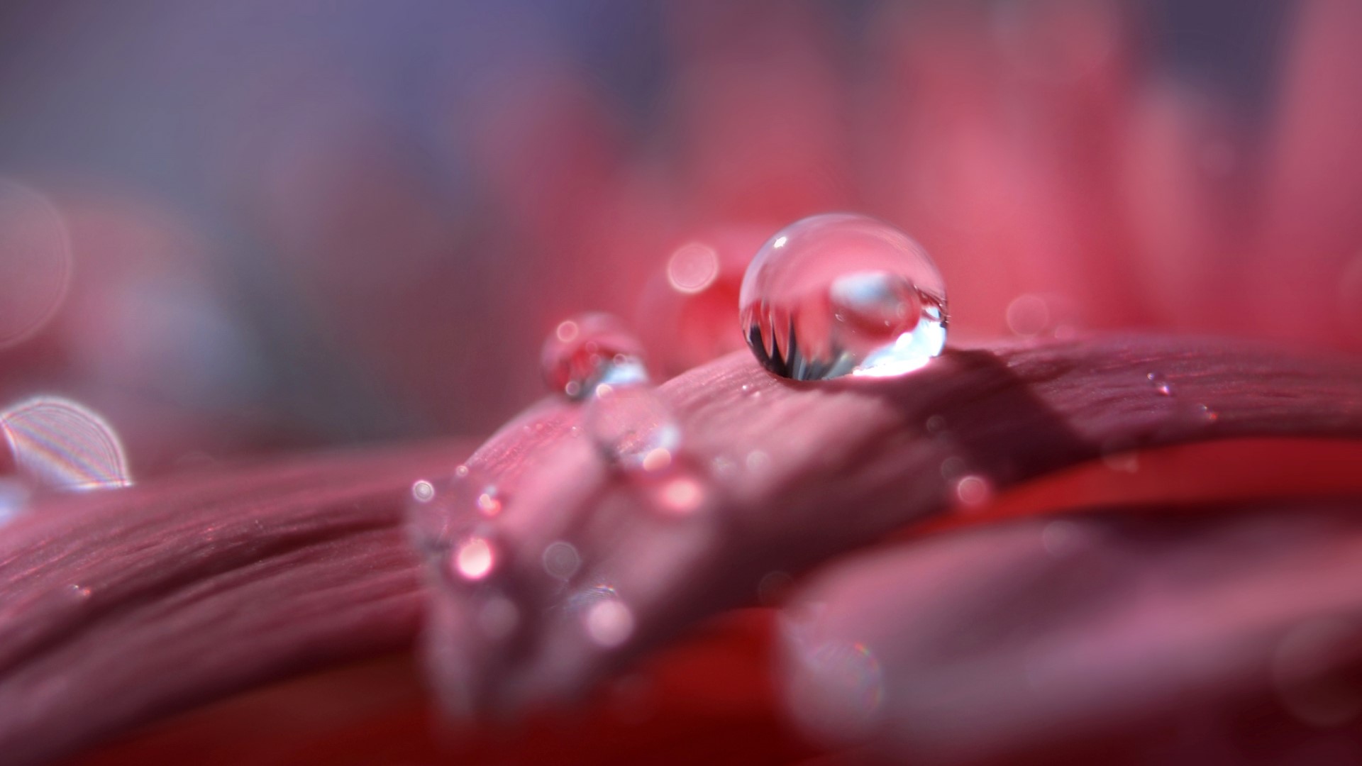 Macro shot of water droplets on a pink flower petal HD Wallpaper