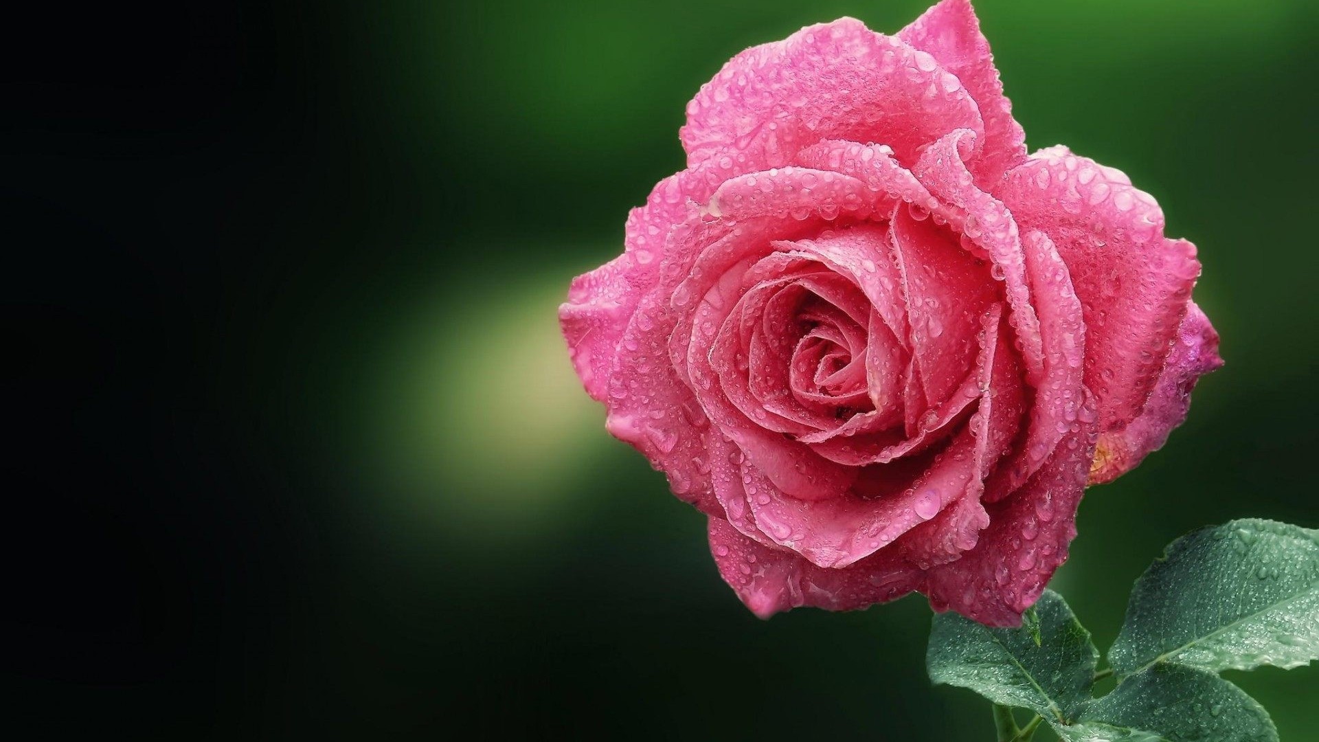 Pink rose with water droplets HD Wallpaper