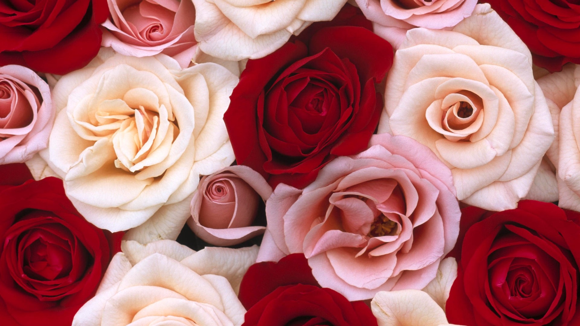 A close-up of a bouquet of red, pink, and cream roses. HD Wallpaper