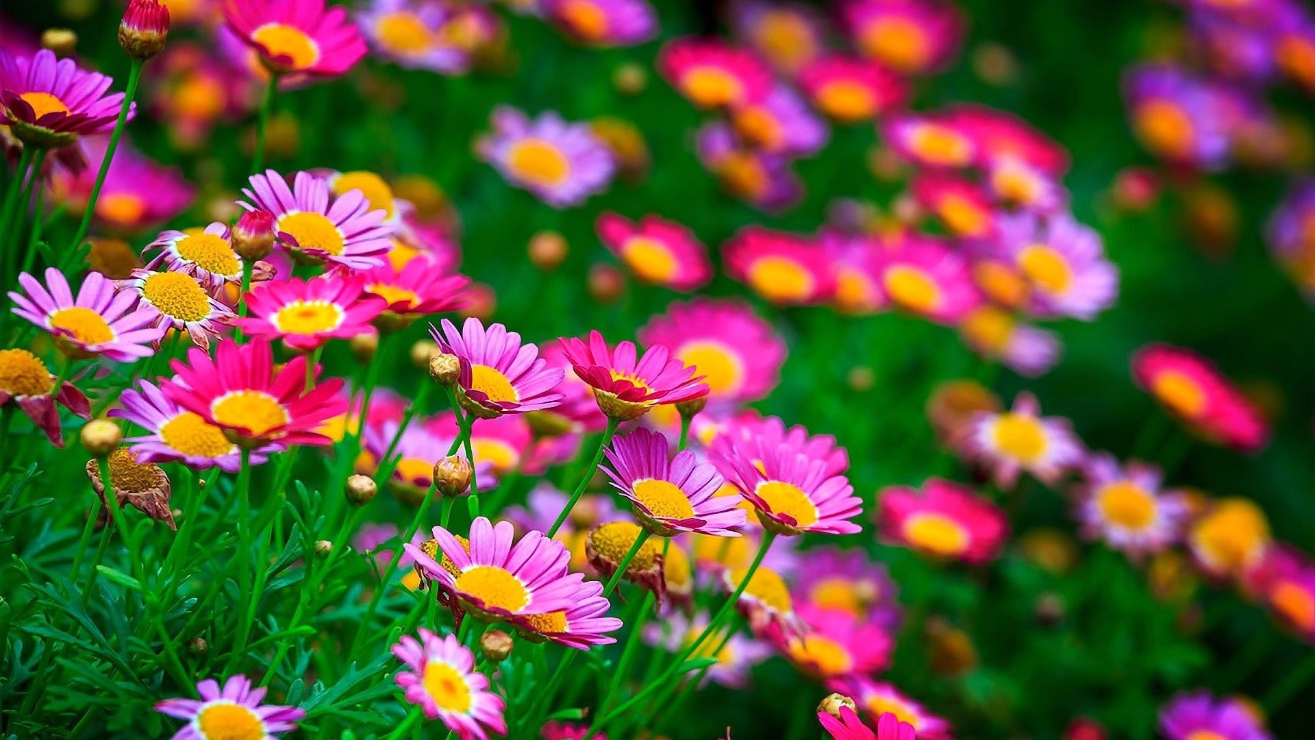 Pink and yellow daisies in a meadow HD Wallpaper