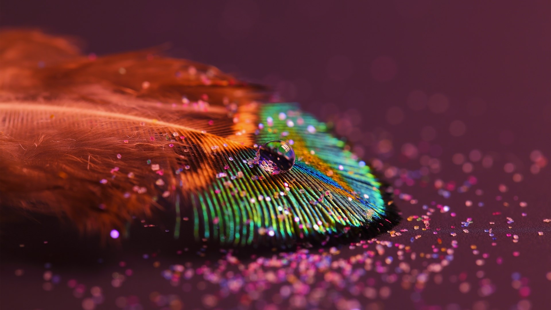 Peacock feather with water drop and glitter HD Wallpaper