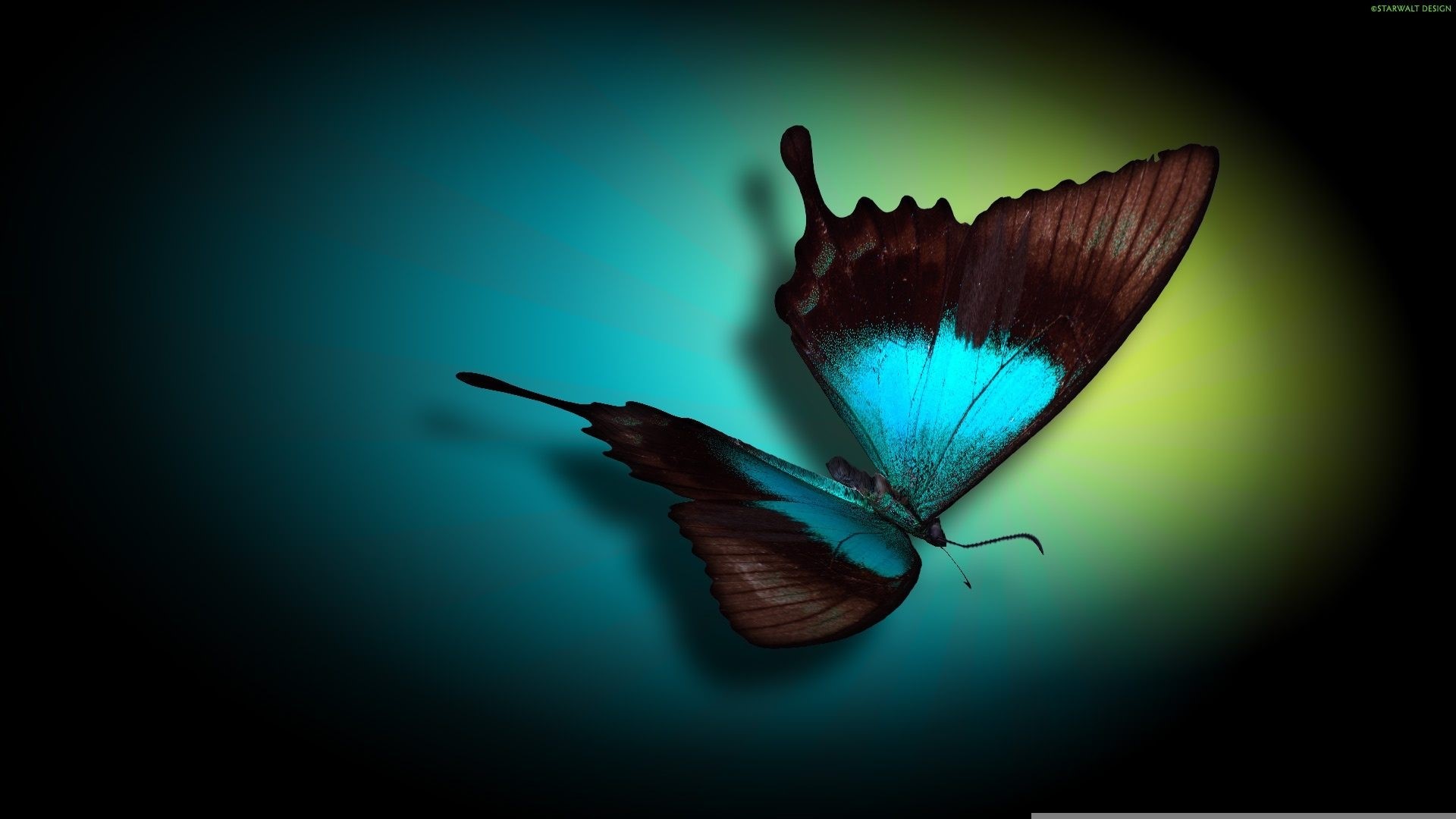 Blue and brown butterfly on a gradient background HD Wallpaper