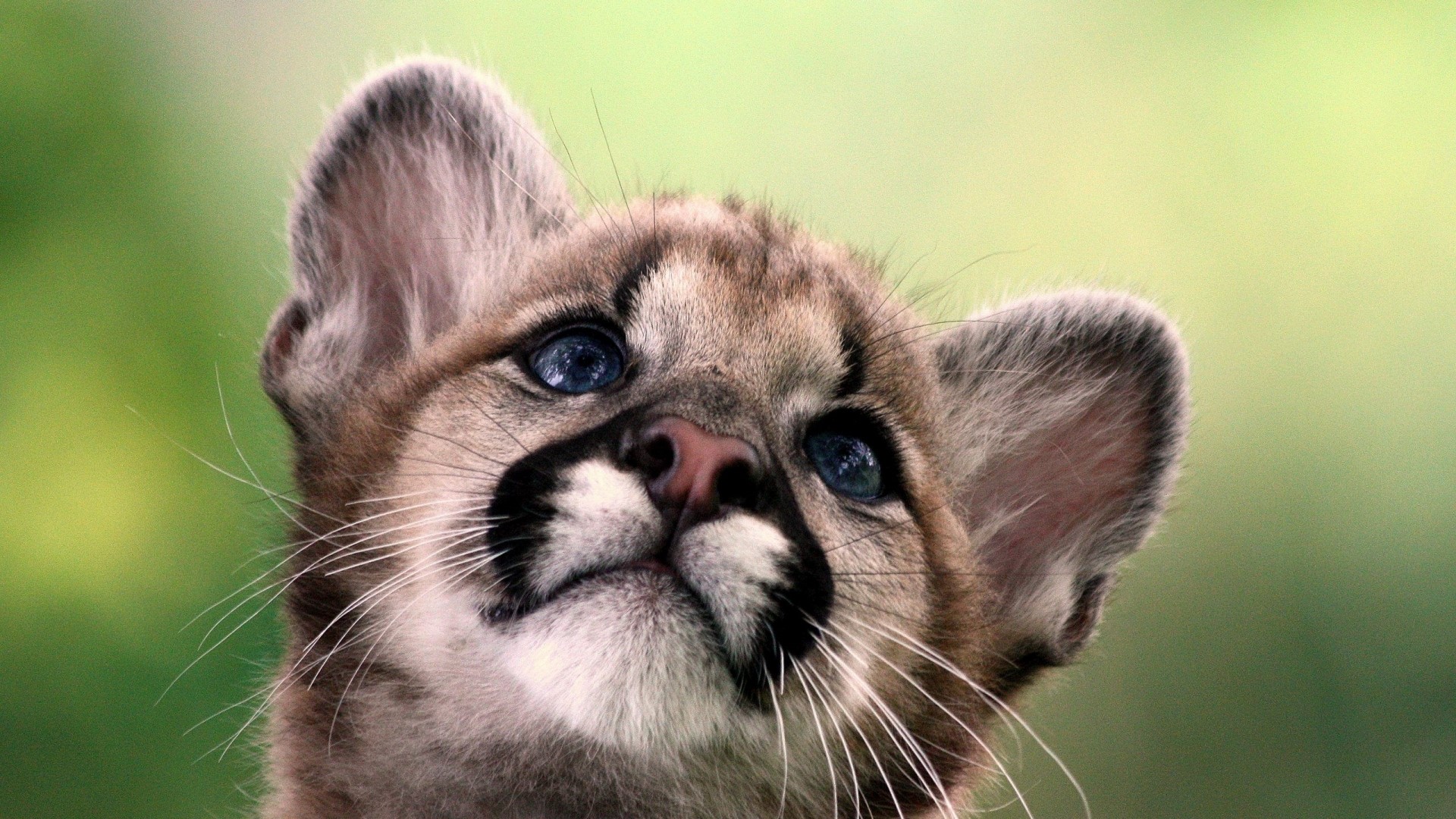 Cute Cougar Cub Looking Up HD Wallpaper