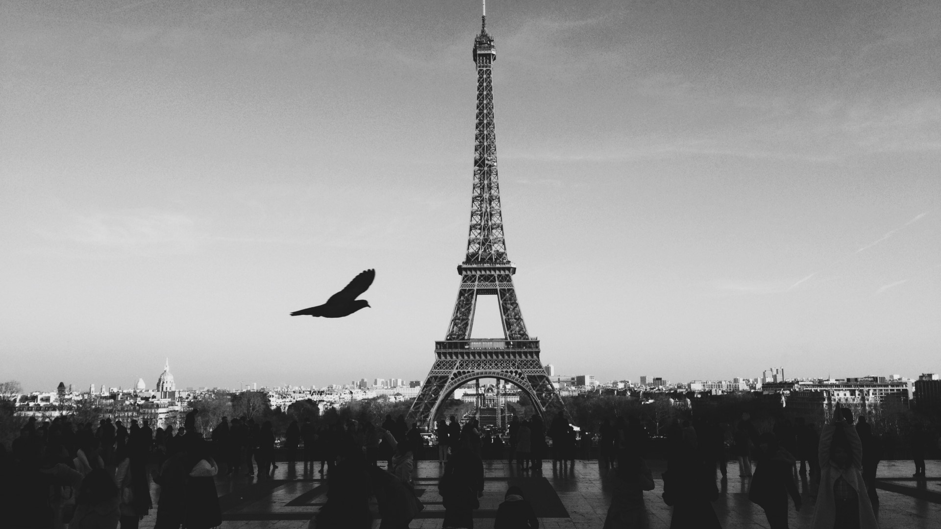 Eiffel Tower with a bird flying in Paris HD Wallpaper