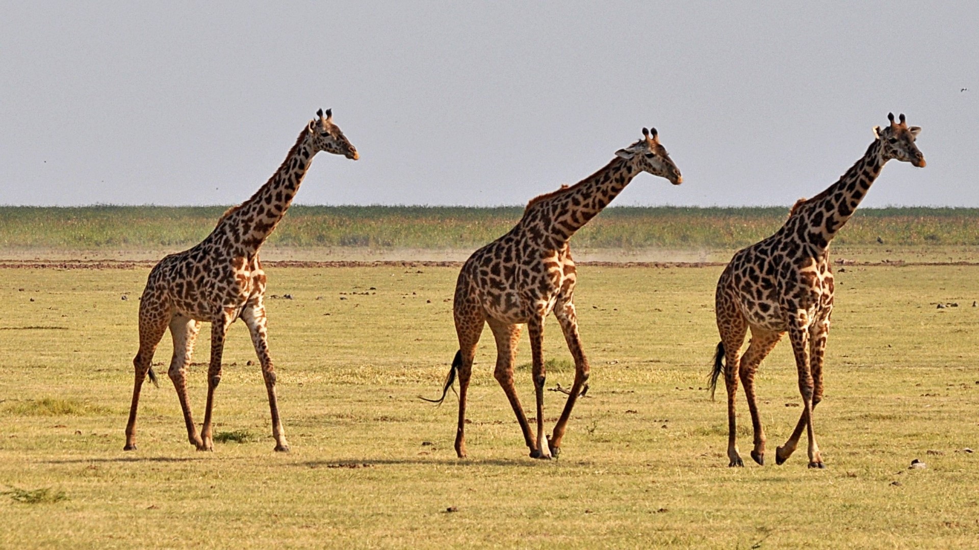 Three giraffes walking in a grassy plain HD Wallpaper