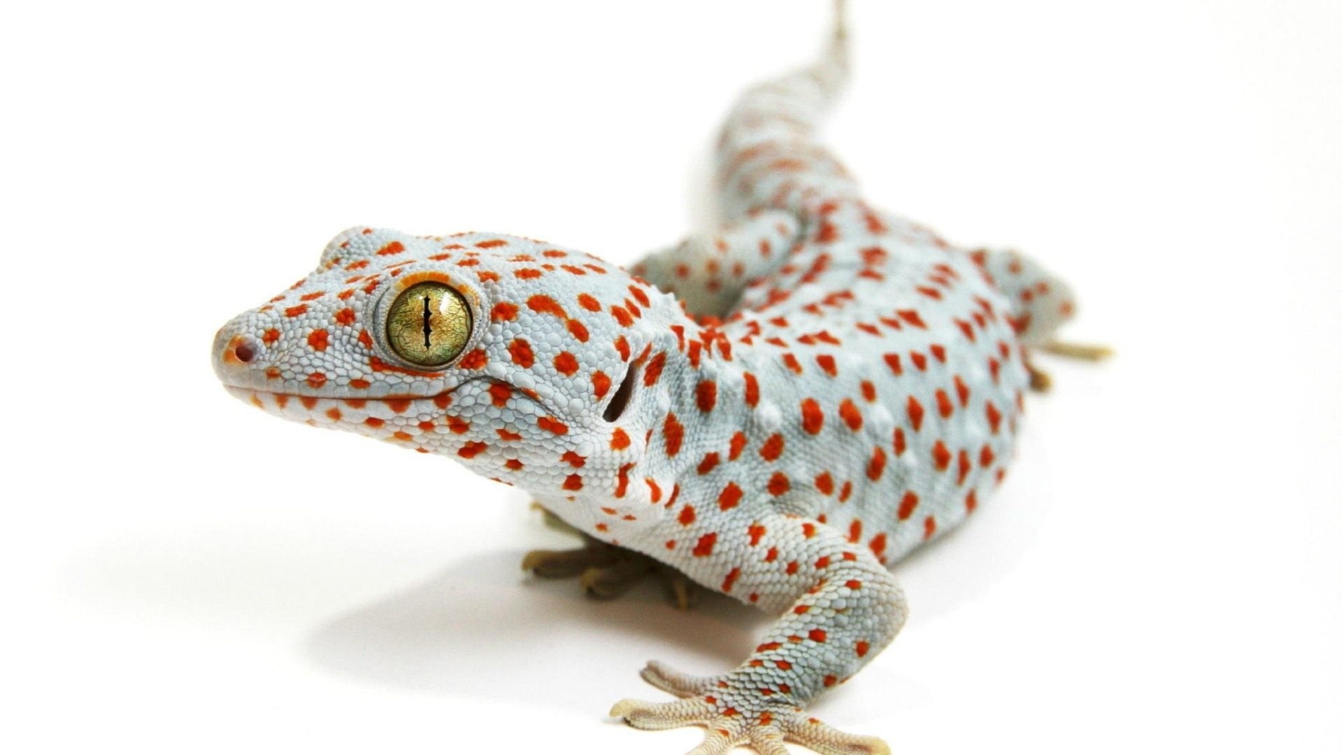 Tokay Gecko with Red Spots HD Wallpaper