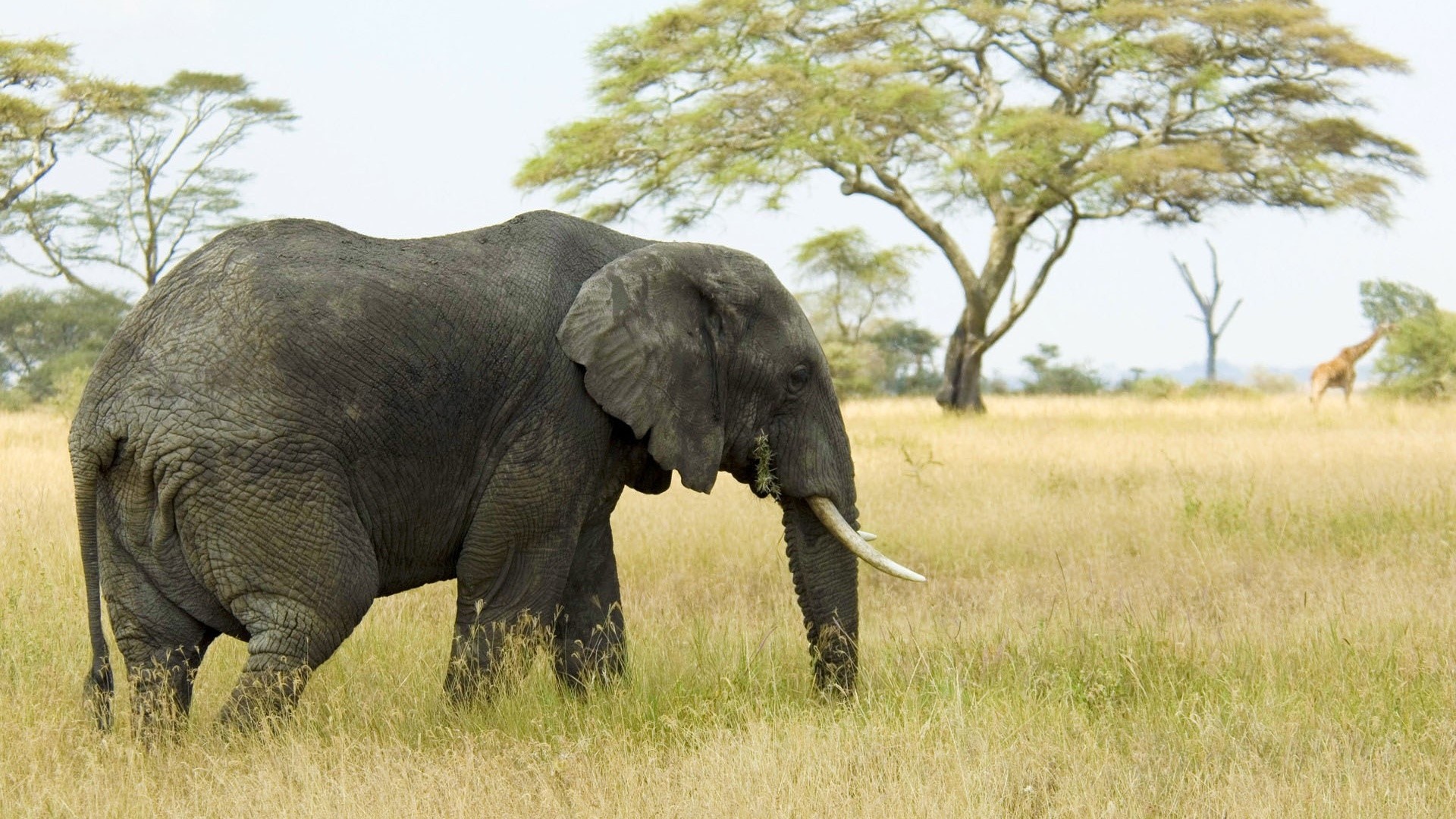 Elephant in a grassy savanna with trees and giraffe HD Wallpaper