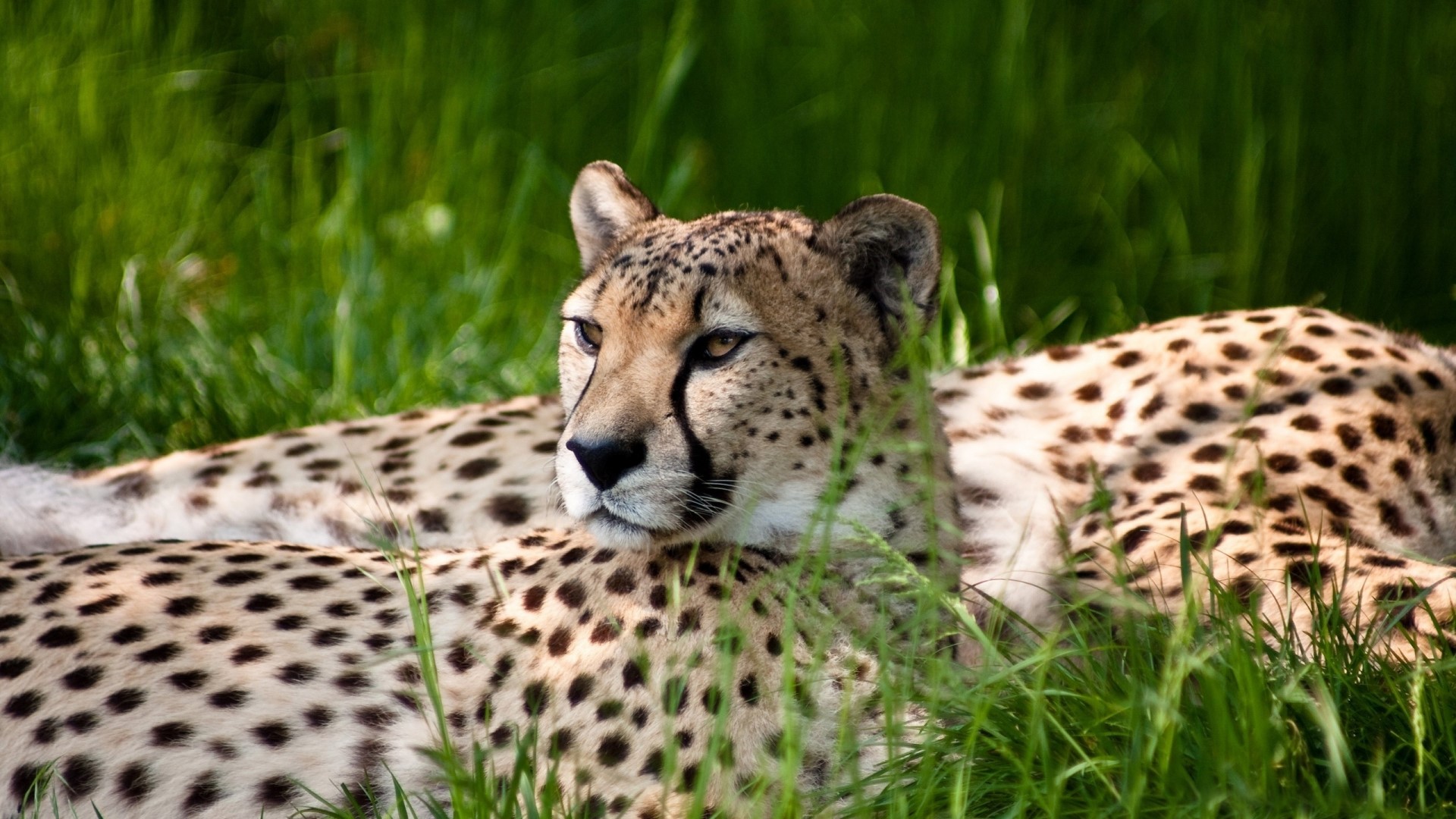 Cheetahs resting in green grass HD Wallpaper