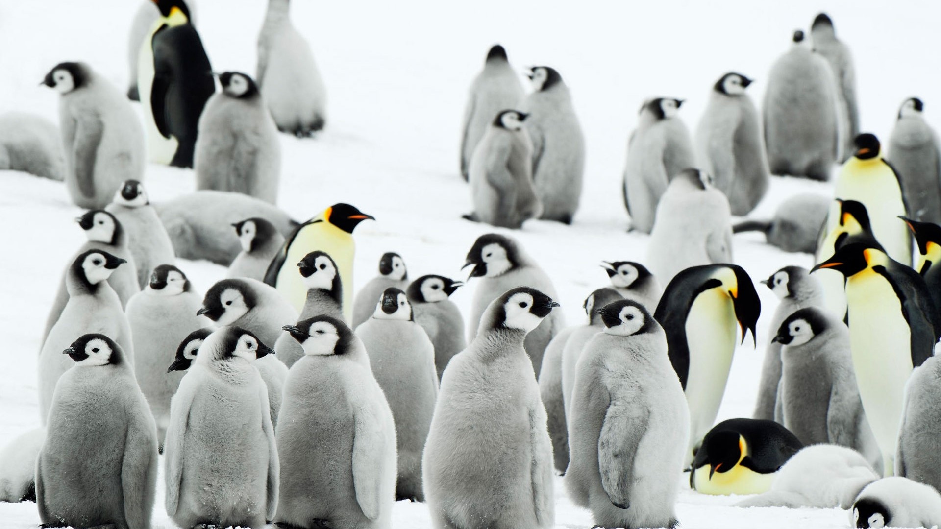 Emperor Penguins and Chicks in Antarctica HD Wallpaper