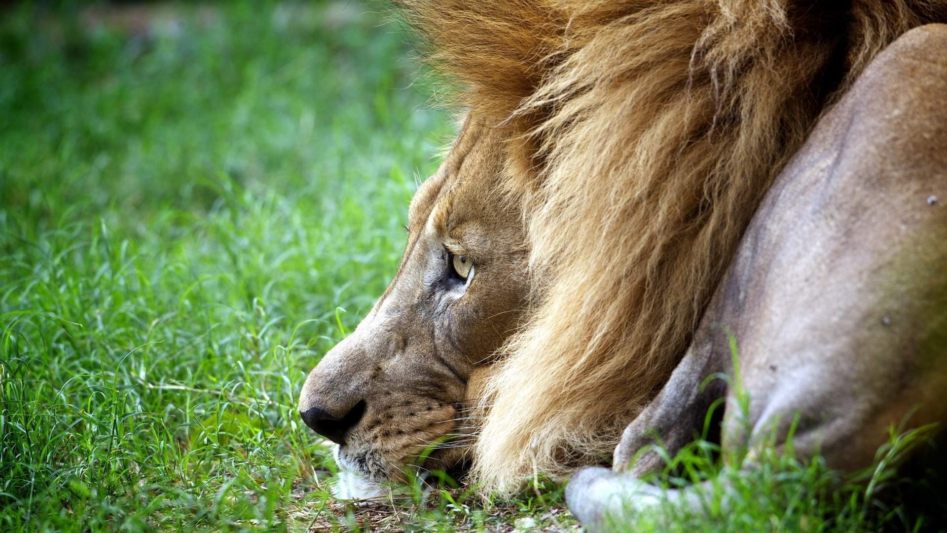 Lion lying in green grass HD Wallpaper