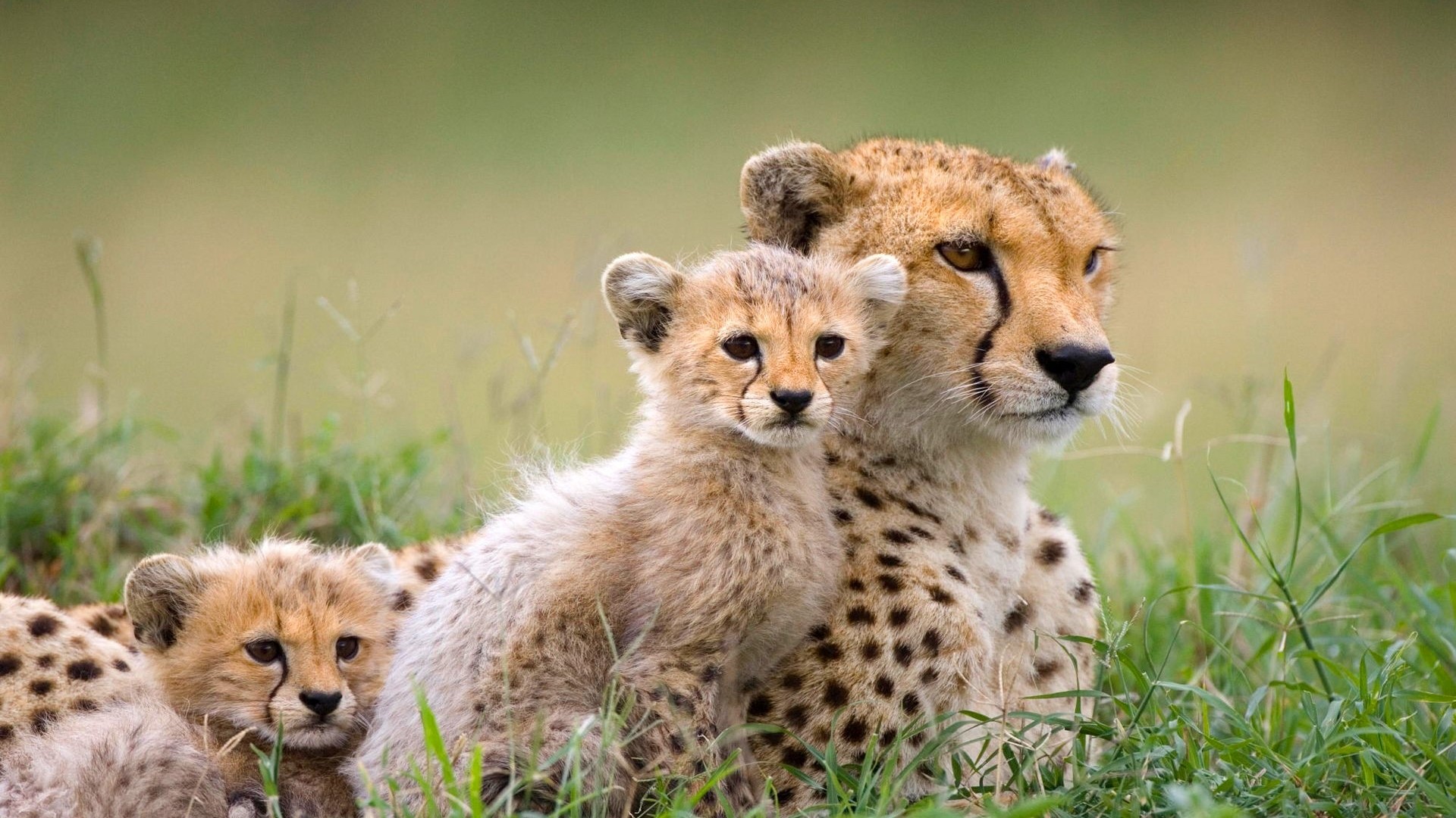 Mother Cheetah and Cubs in Grass HD Wallpaper