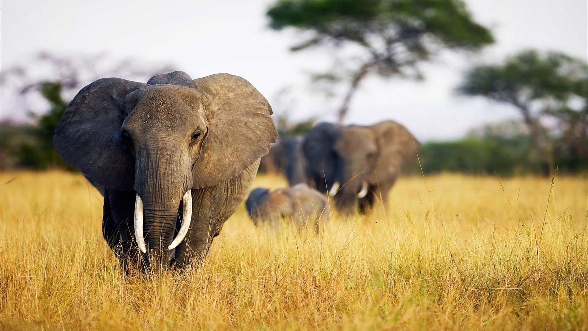 African Elephants in a Savannah HD Wallpaper