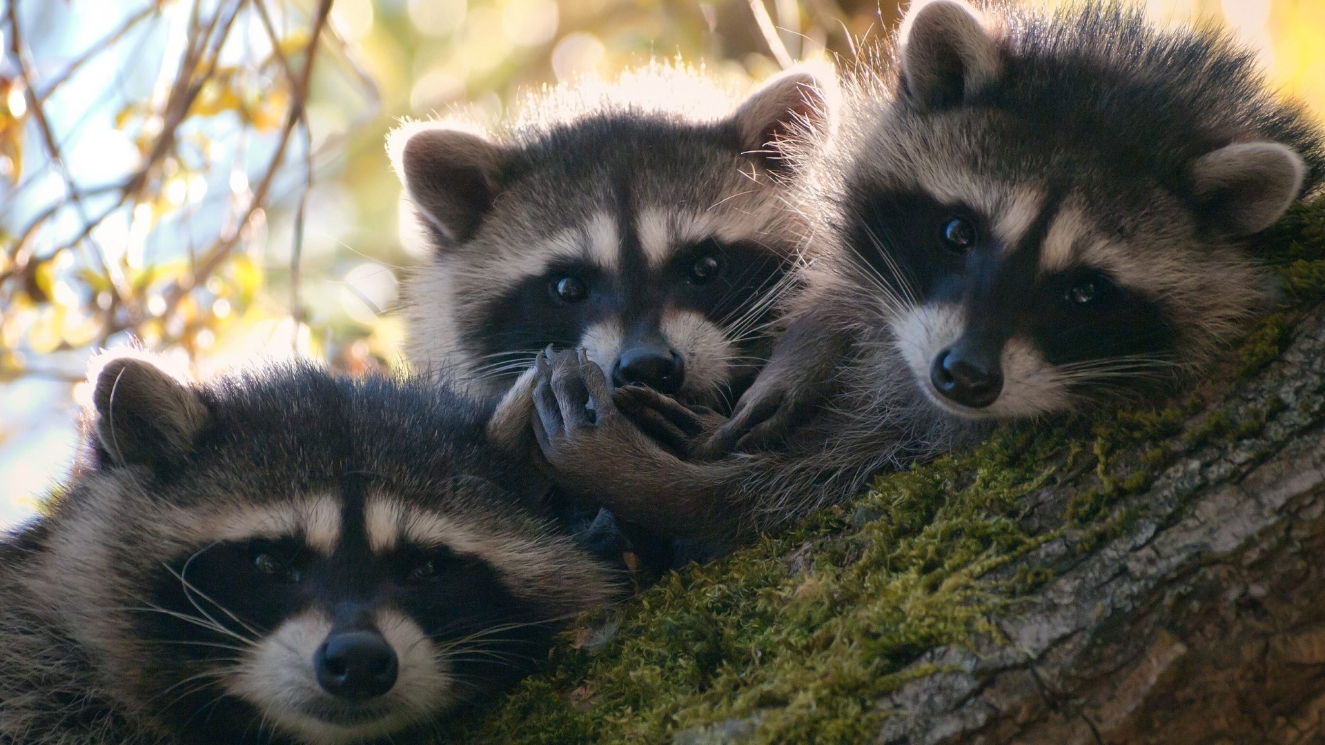 Three baby raccoons in a tree HD Wallpaper