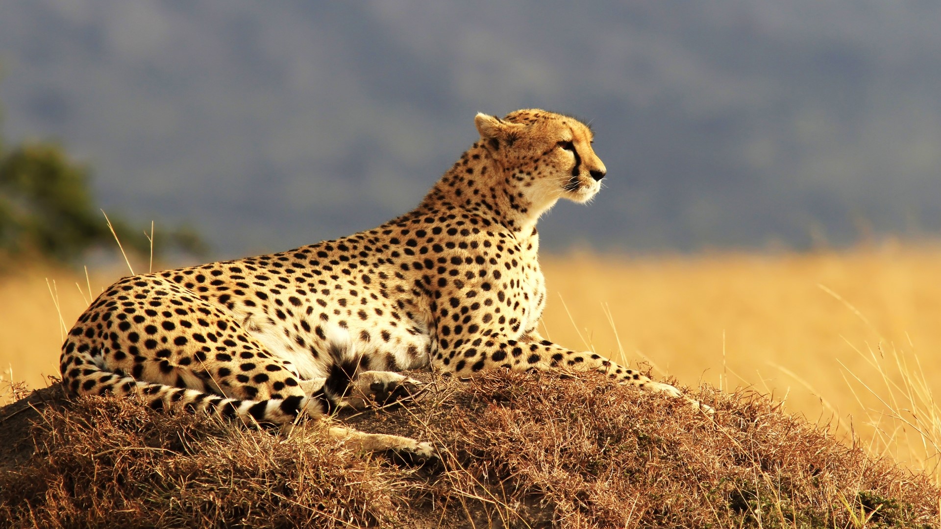 Cheetah resting on a grassy mound HD Wallpaper