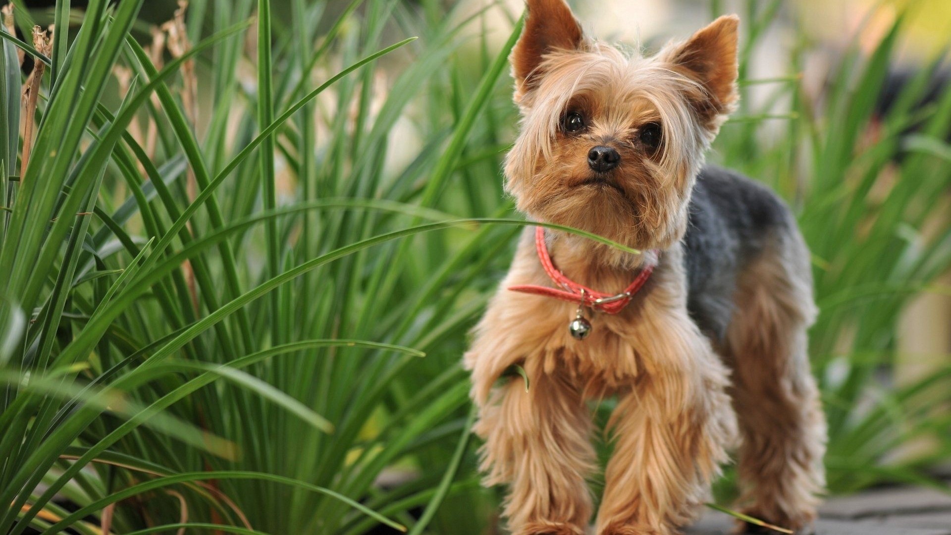 Yorkshire Terrier puppy with a red collar HD Wallpaper