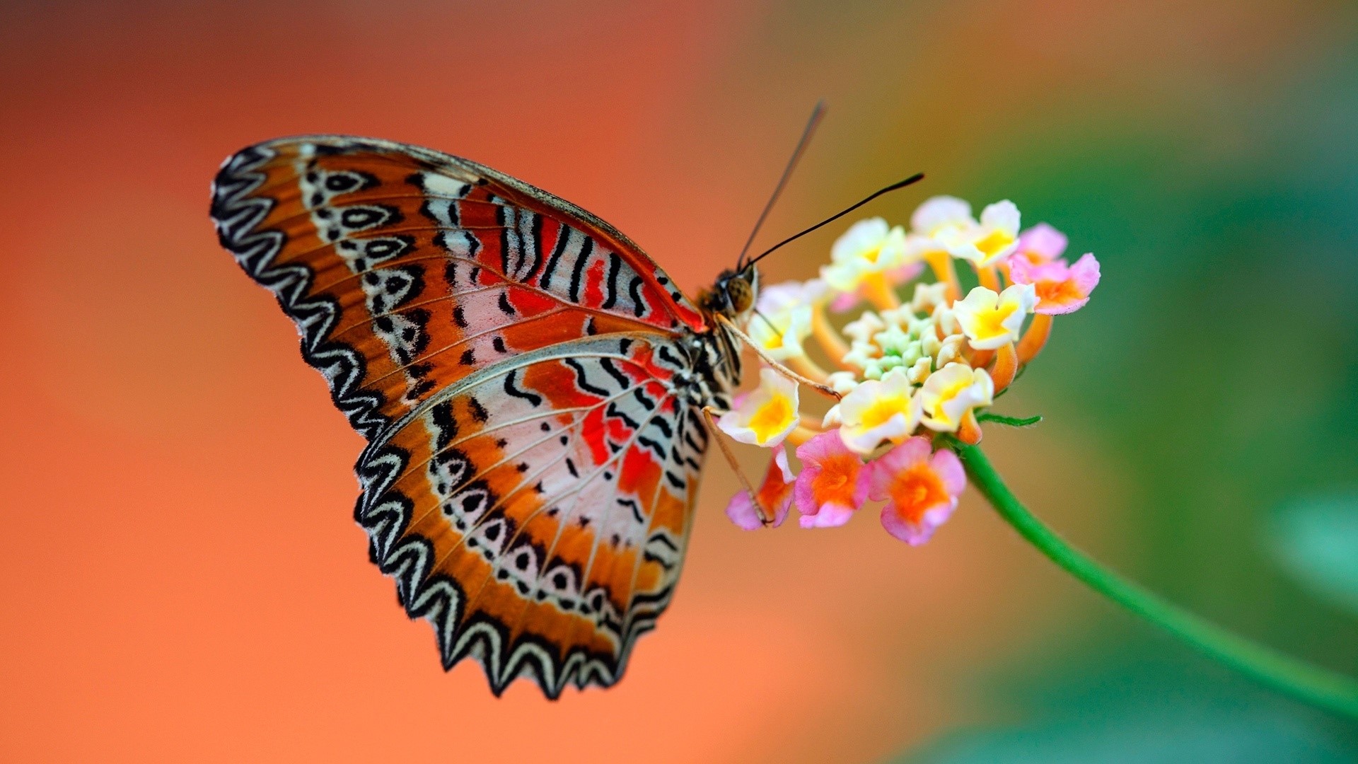 Butterfly on a flower HD Wallpaper