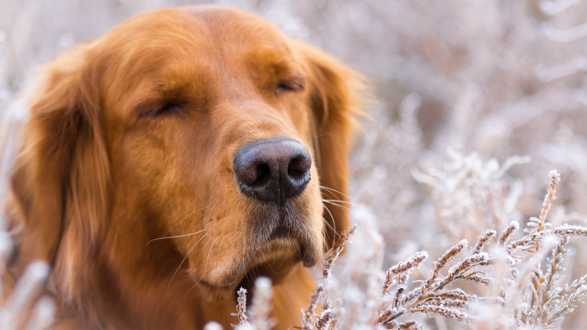 Golden Retriever in Winter Frost HD Wallpaper
