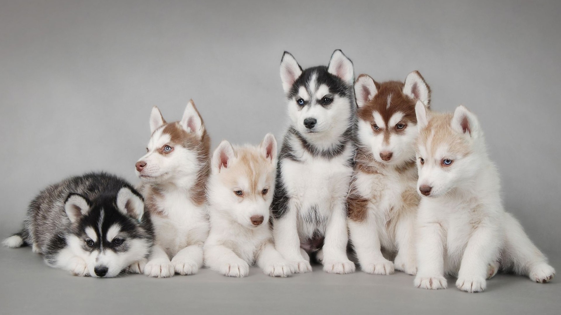 Group of Siberian Husky Puppies HD Wallpaper