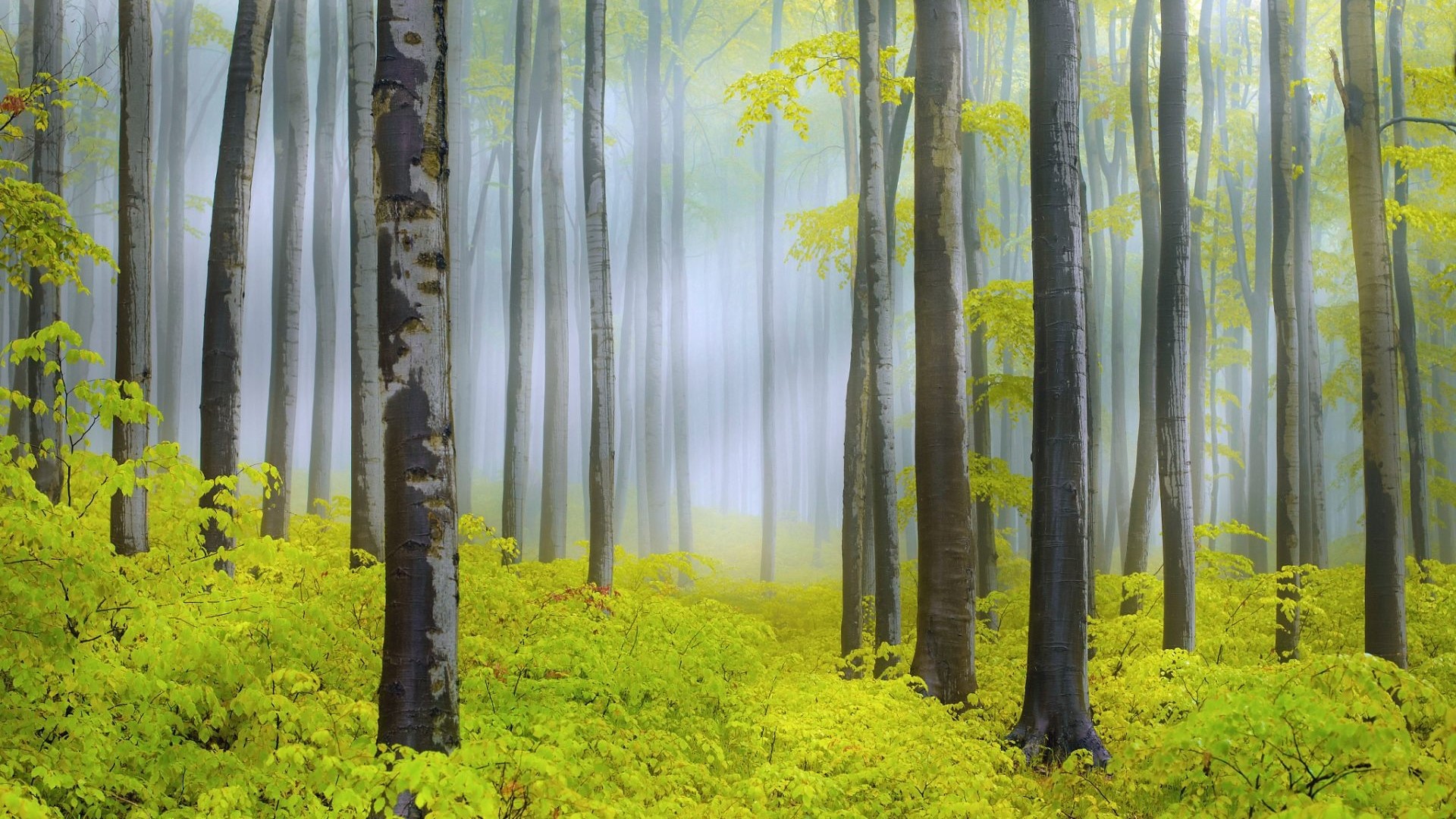 Misty forest with yellow leaves and tall trees HD Wallpaper