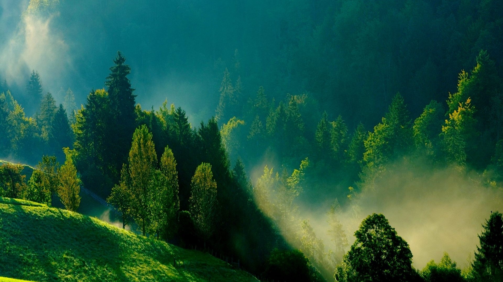 Misty Forest Morning Sunlight HD Wallpaper