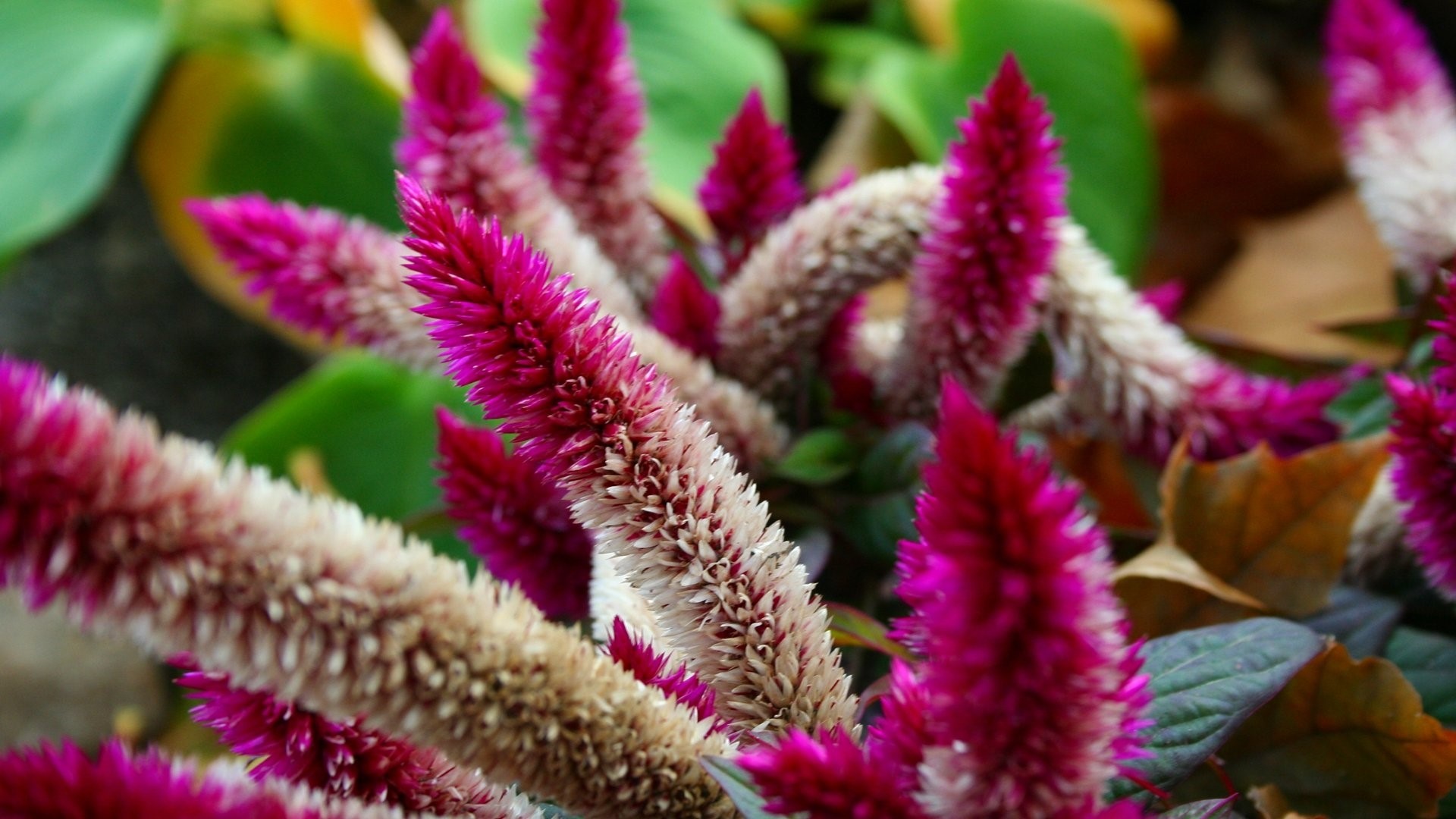 Purple and White Celosia Flowers HD Wallpaper