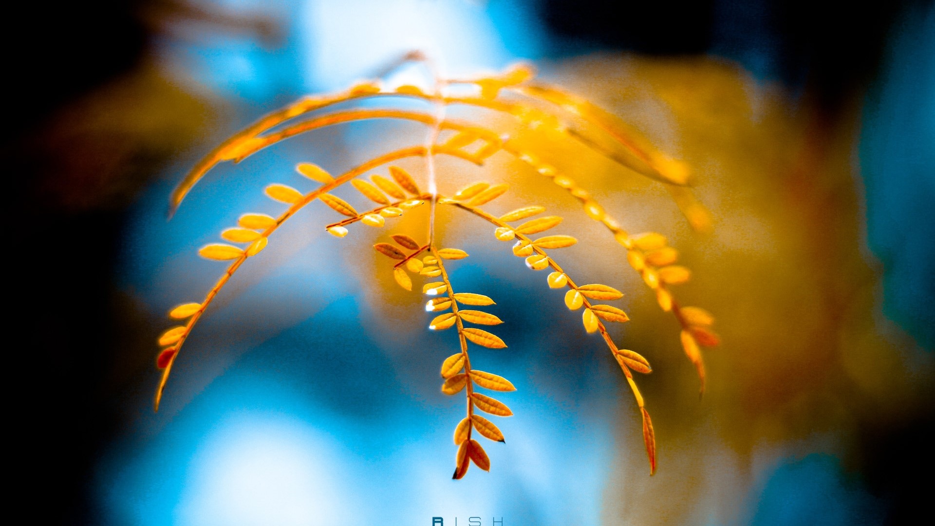 Golden leaves on a branch HD Wallpaper