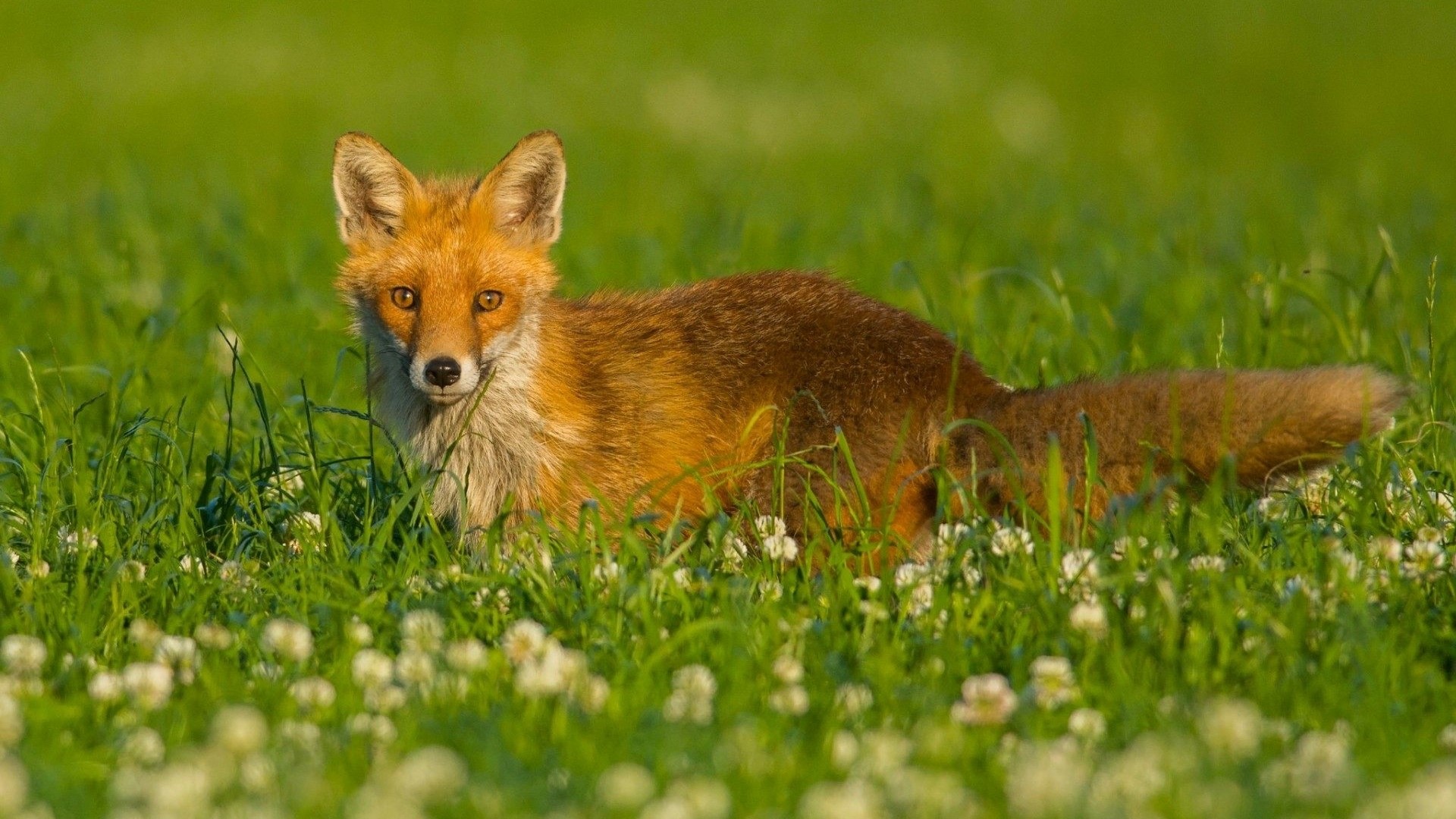 Red Fox in a Field of Flowers HD Wallpaper