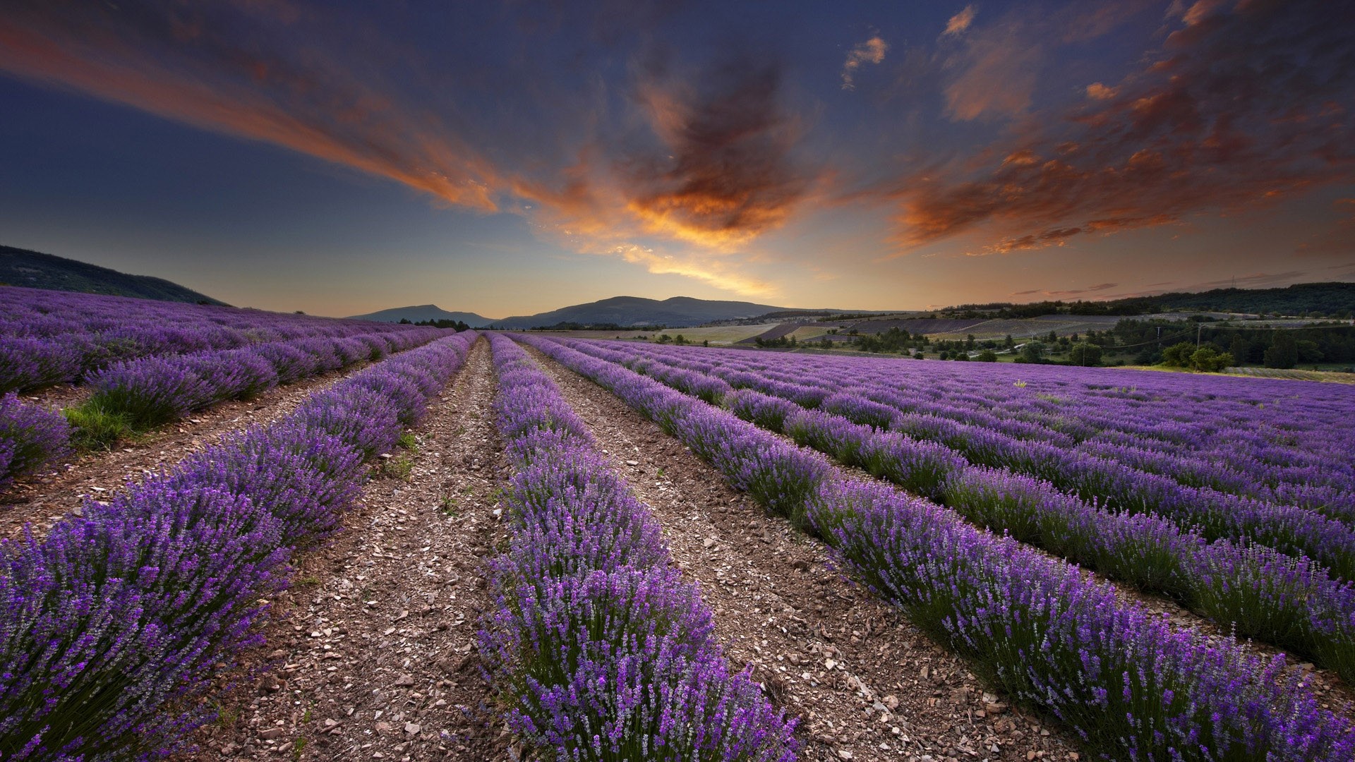 Purple Lavender Field Scenery HD Wallpaper