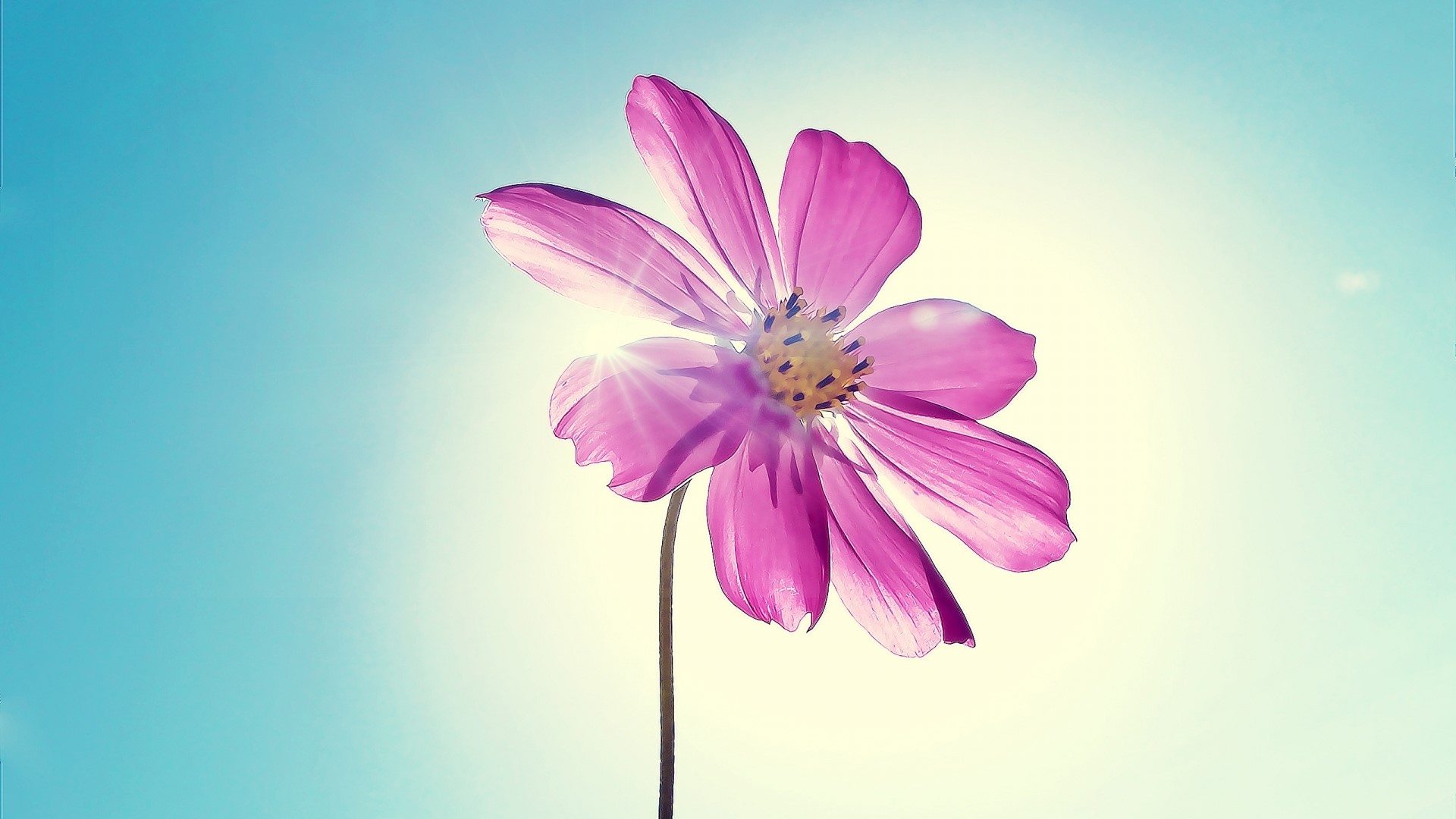 Purple flower against a bright sky HD Wallpaper