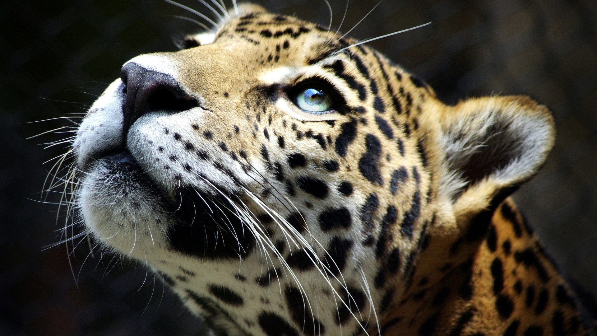 Close-up of a Jaguar's face looking up HD Wallpaper