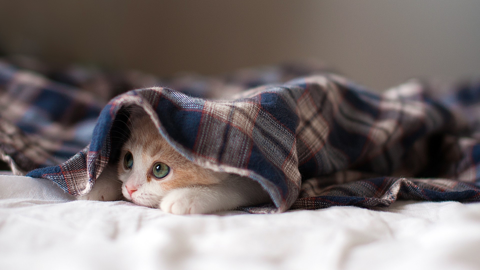 Kitten peeking from under a blanket HD Wallpaper