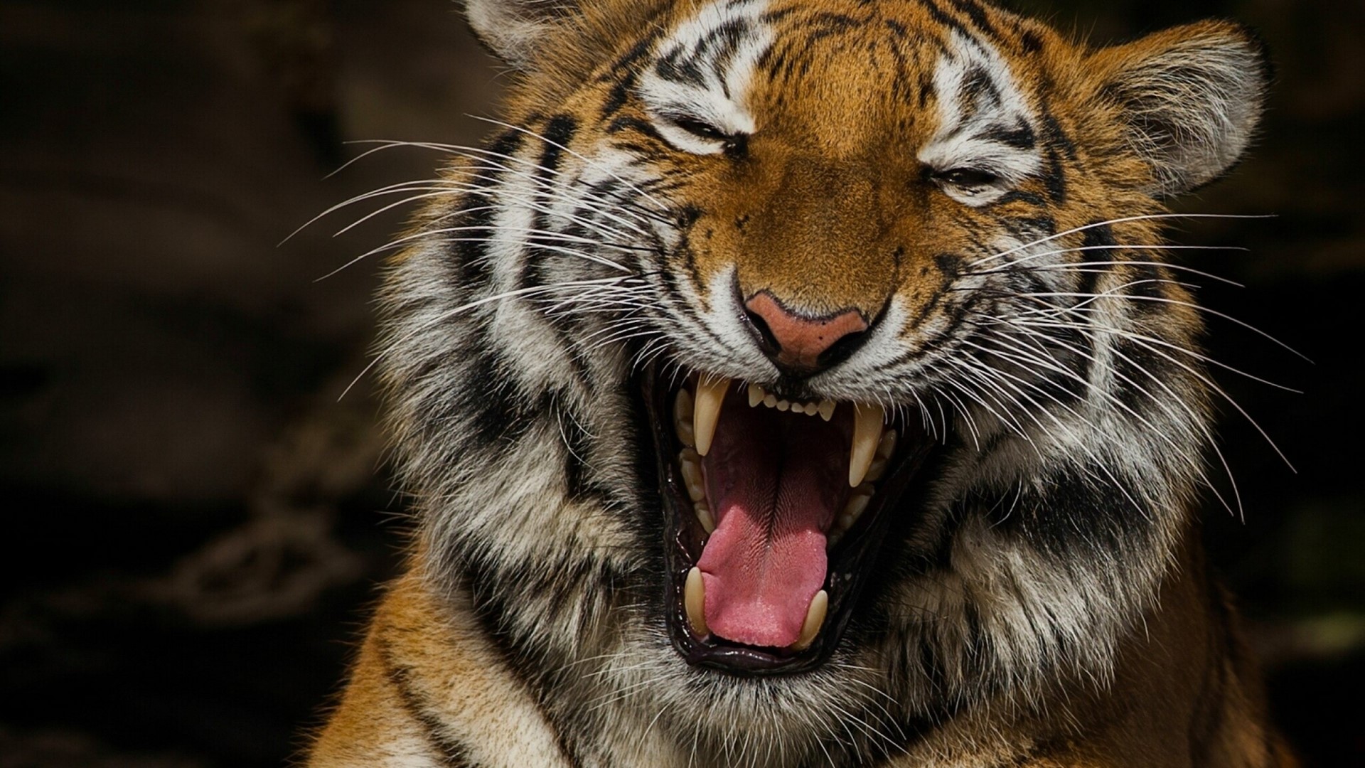 Tiger roaring with mouth open HD Wallpaper