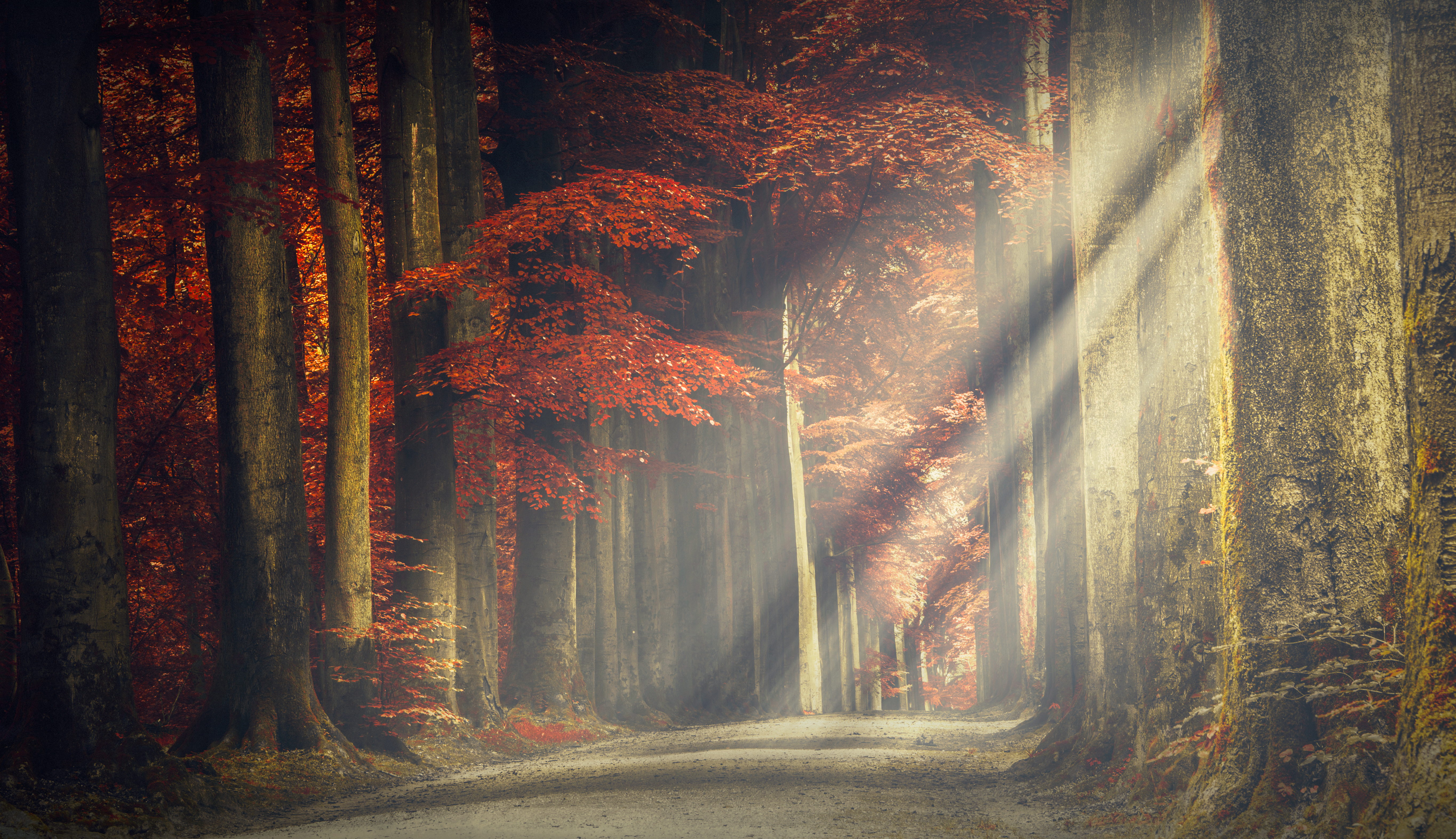 Autumn forest path with sunlight HD Wallpaper