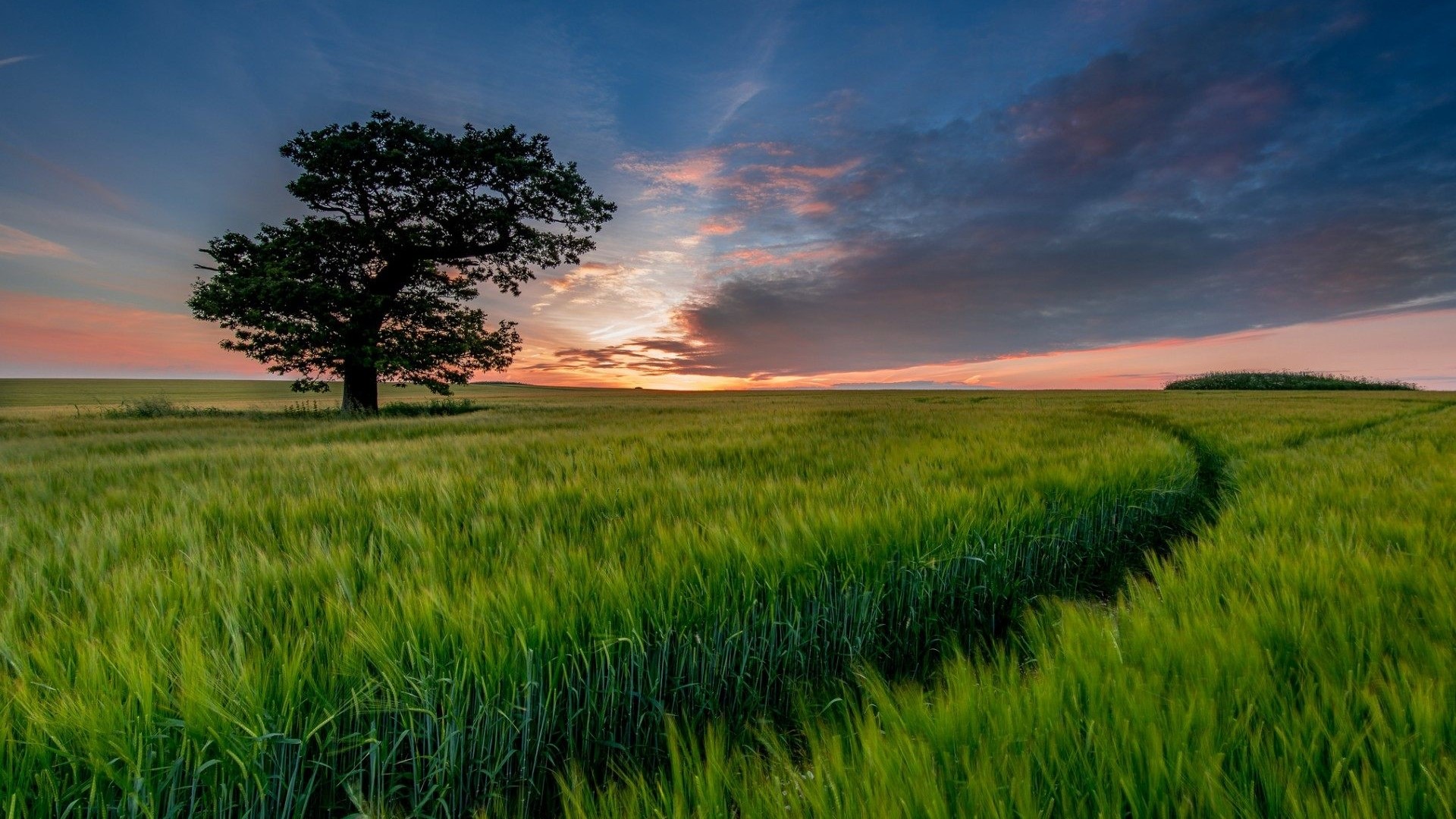 A lone tree in a grassy field at sunset HD Wallpaper