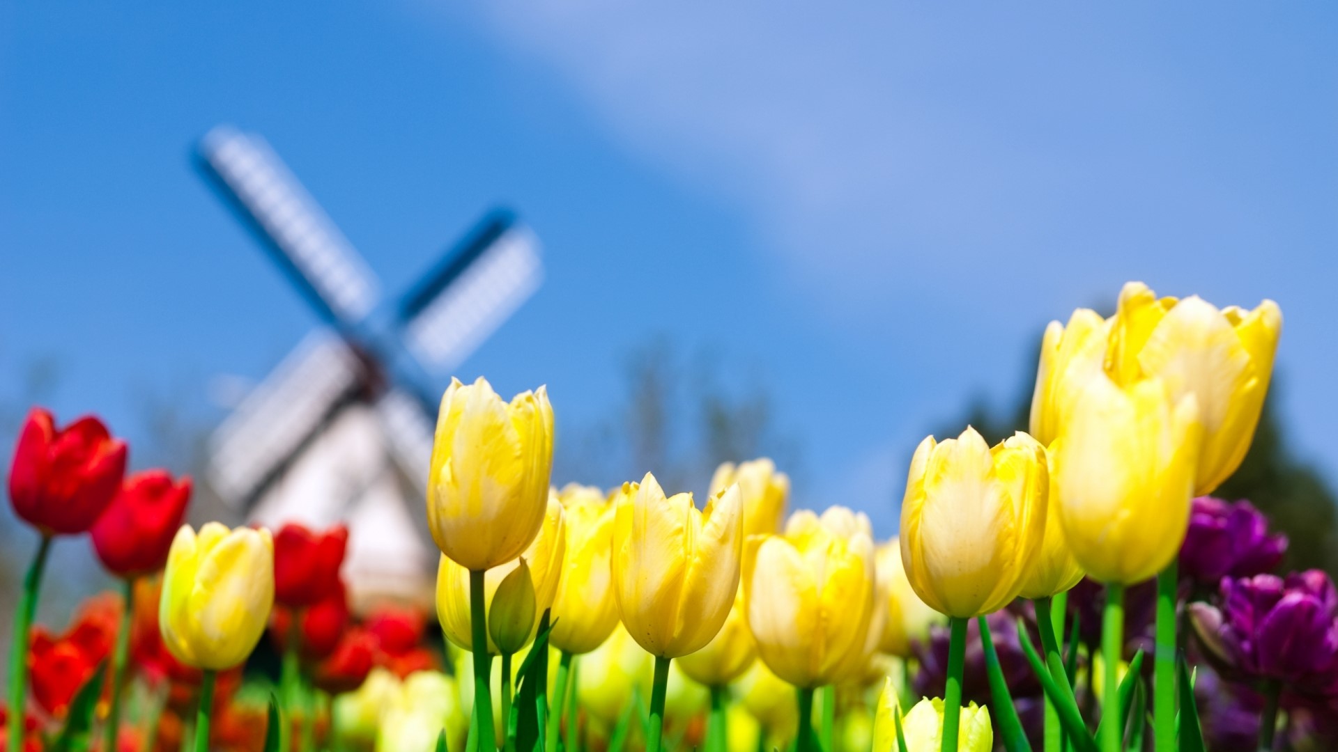 Tulips in bloom with a windmill in the background HD Wallpaper
