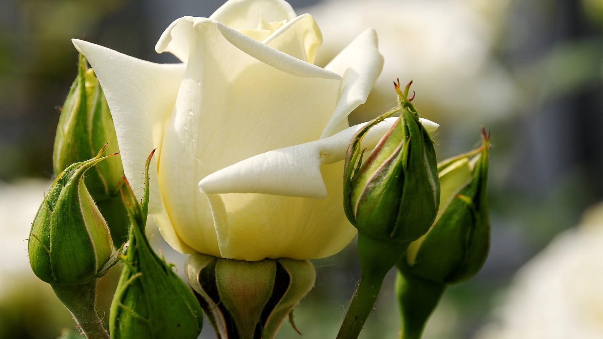 White Rose with Buds HD Wallpaper