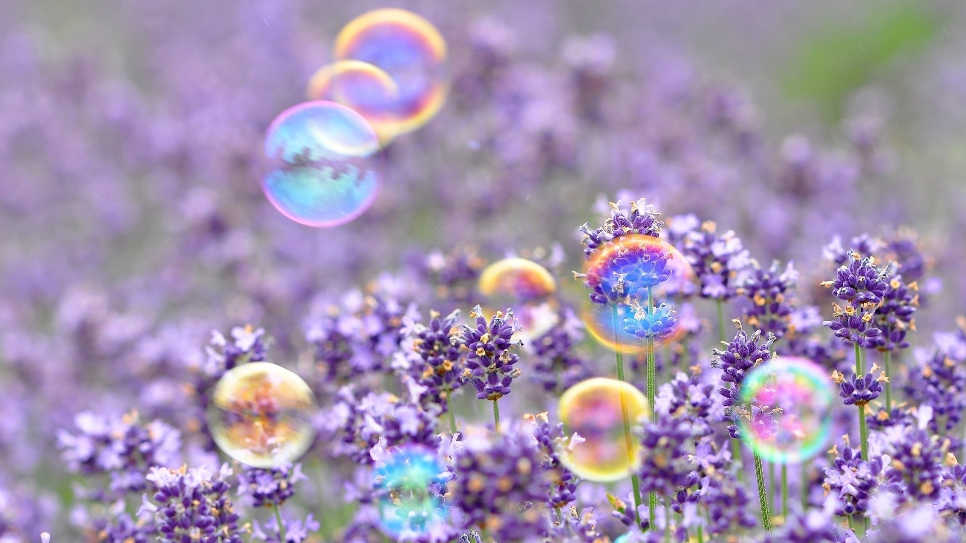 Bubbles floating over lavender field HD Wallpaper