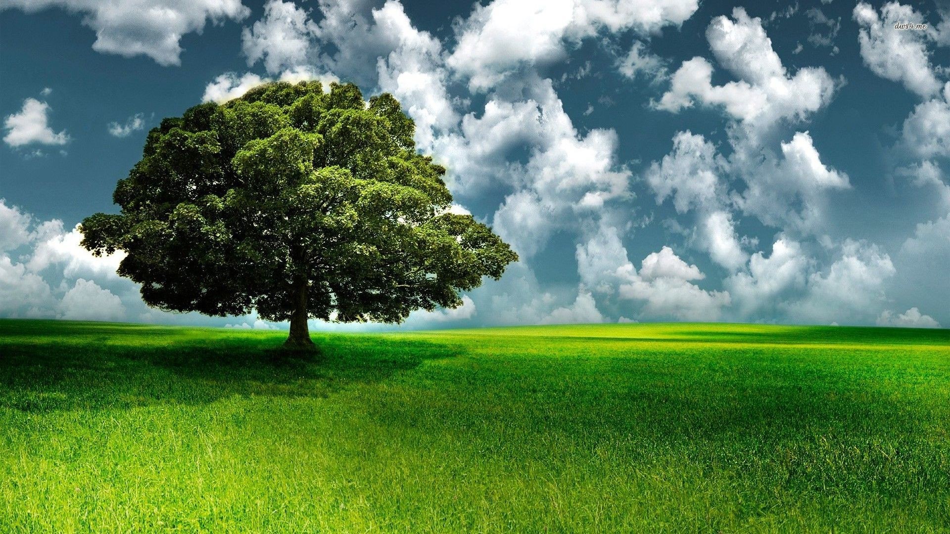 A lone tree in a green field under a cloudy sky HD Wallpaper