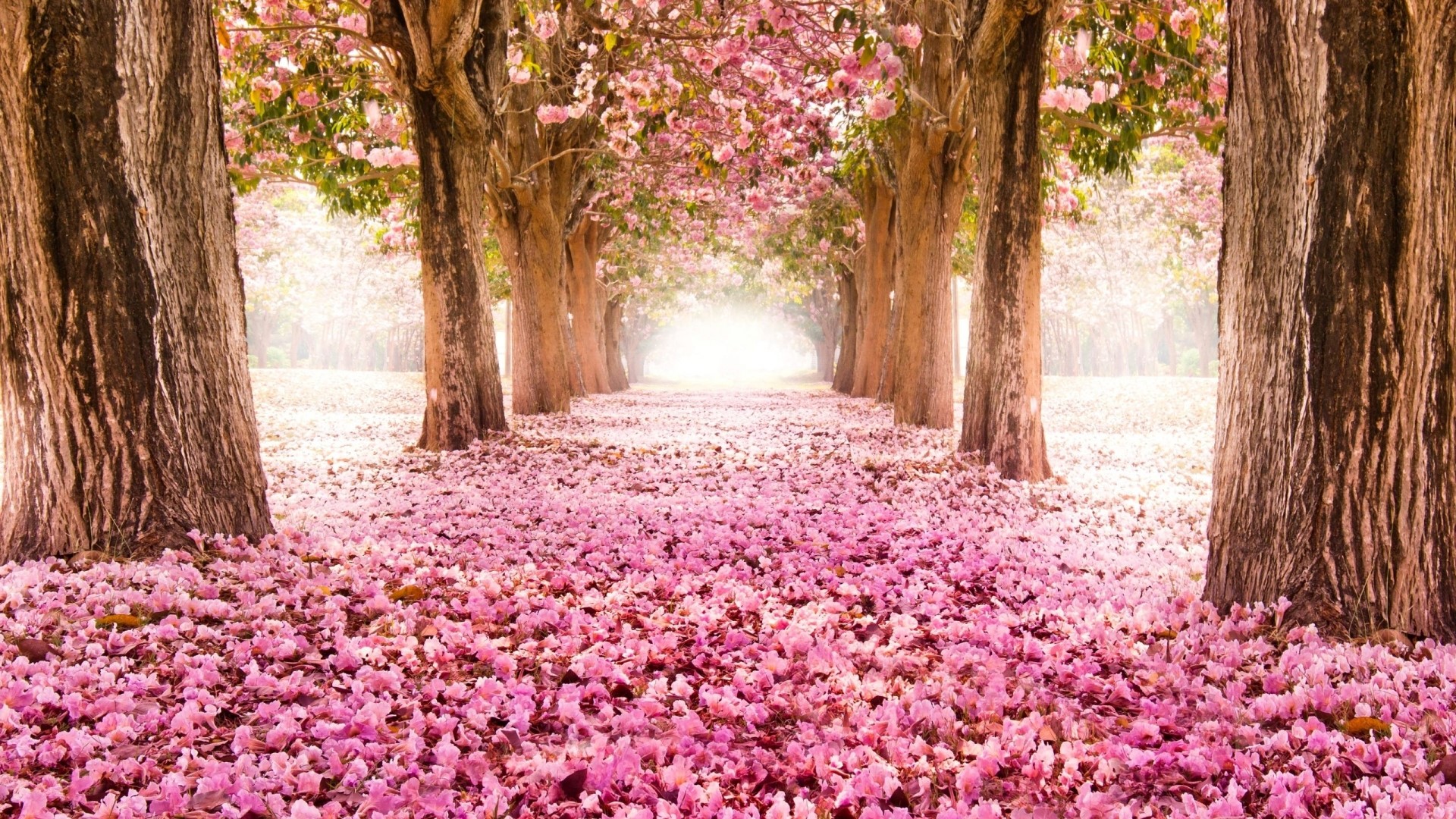 A pathway lined with blooming cherry blossom trees HD Wallpaper