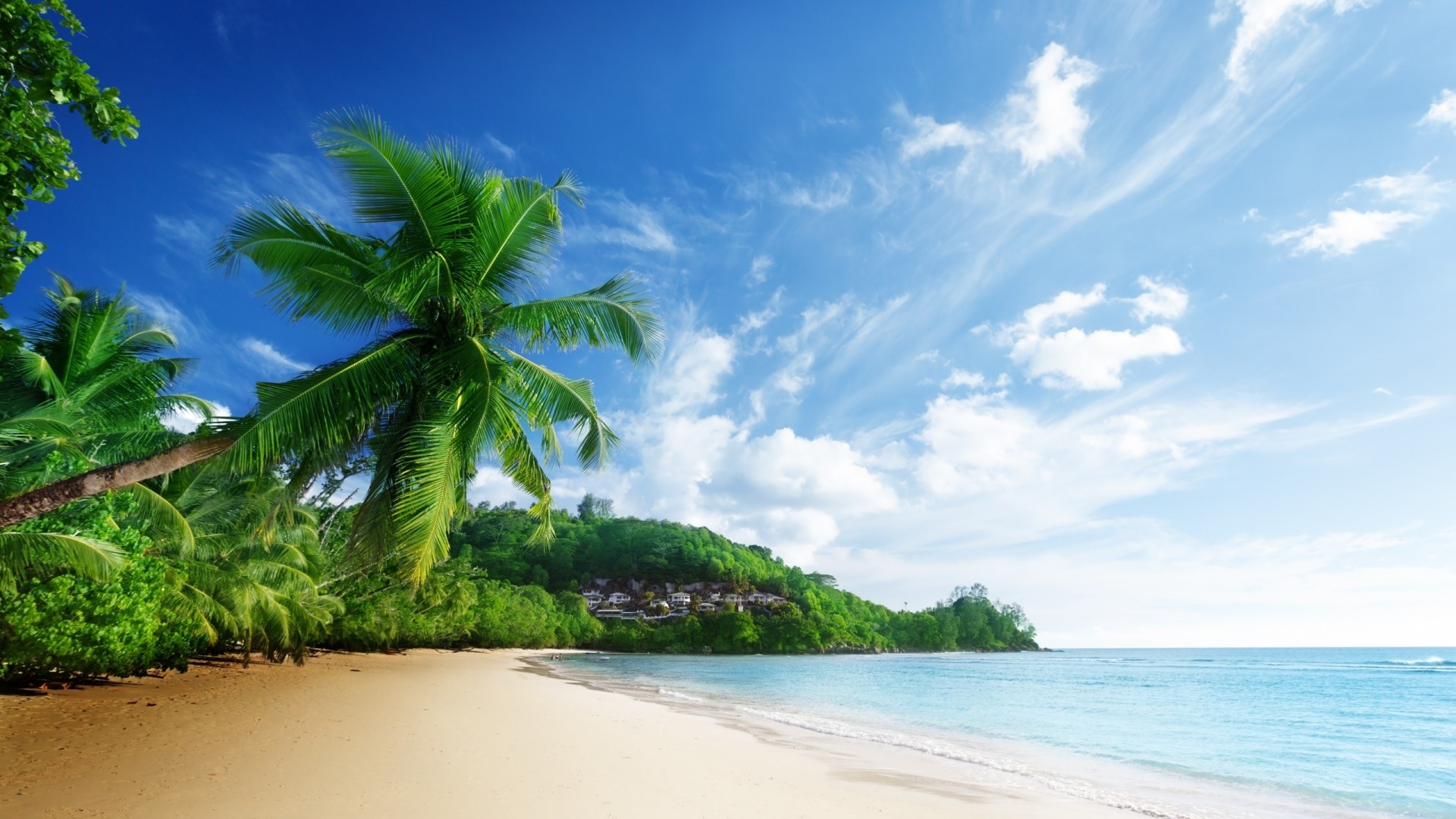Tropical beach with palm trees and blue sky HD Wallpaper