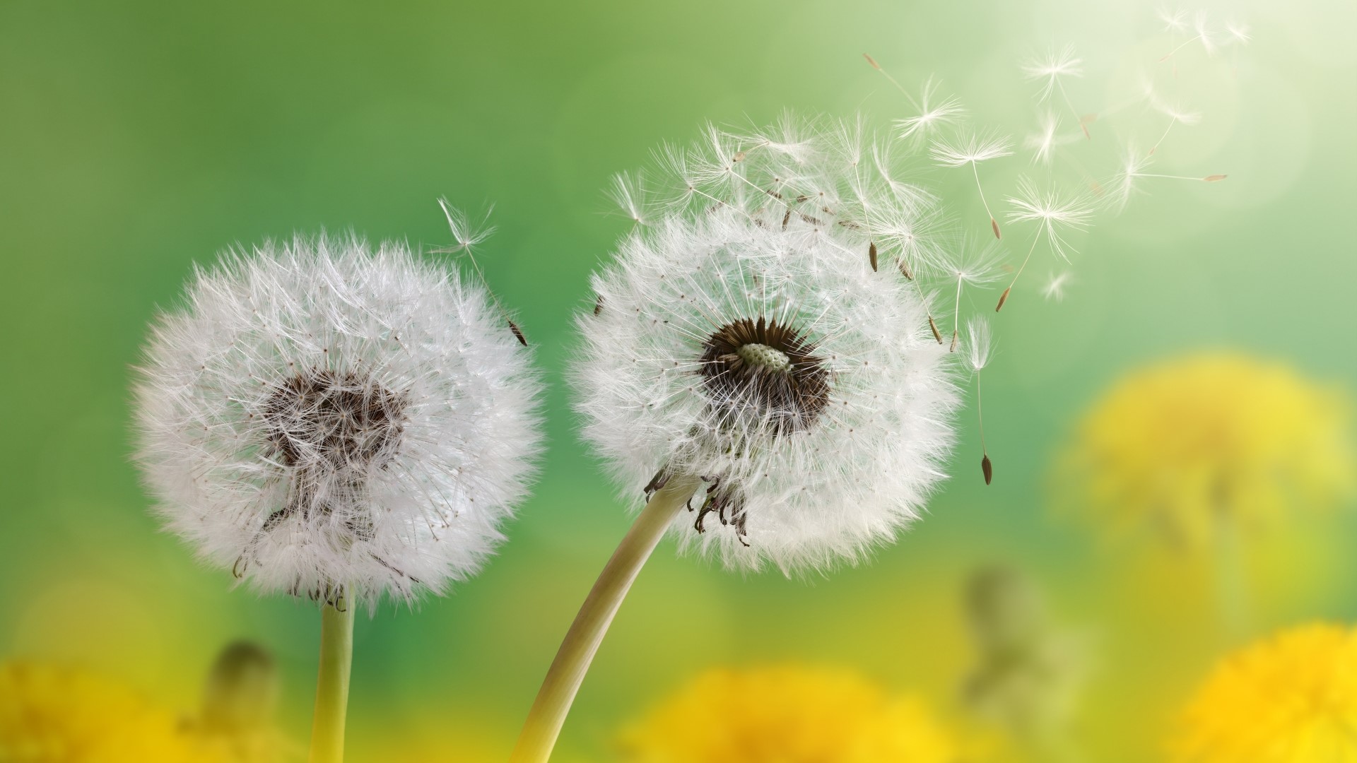 Dandelion seeds blowing in the wind HD Wallpaper