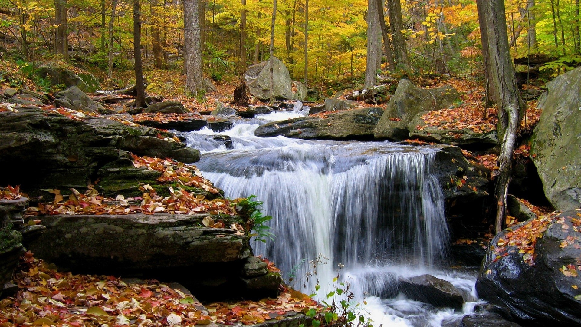 Waterfall in an autumn forest with fallen leaves HD Wallpaper