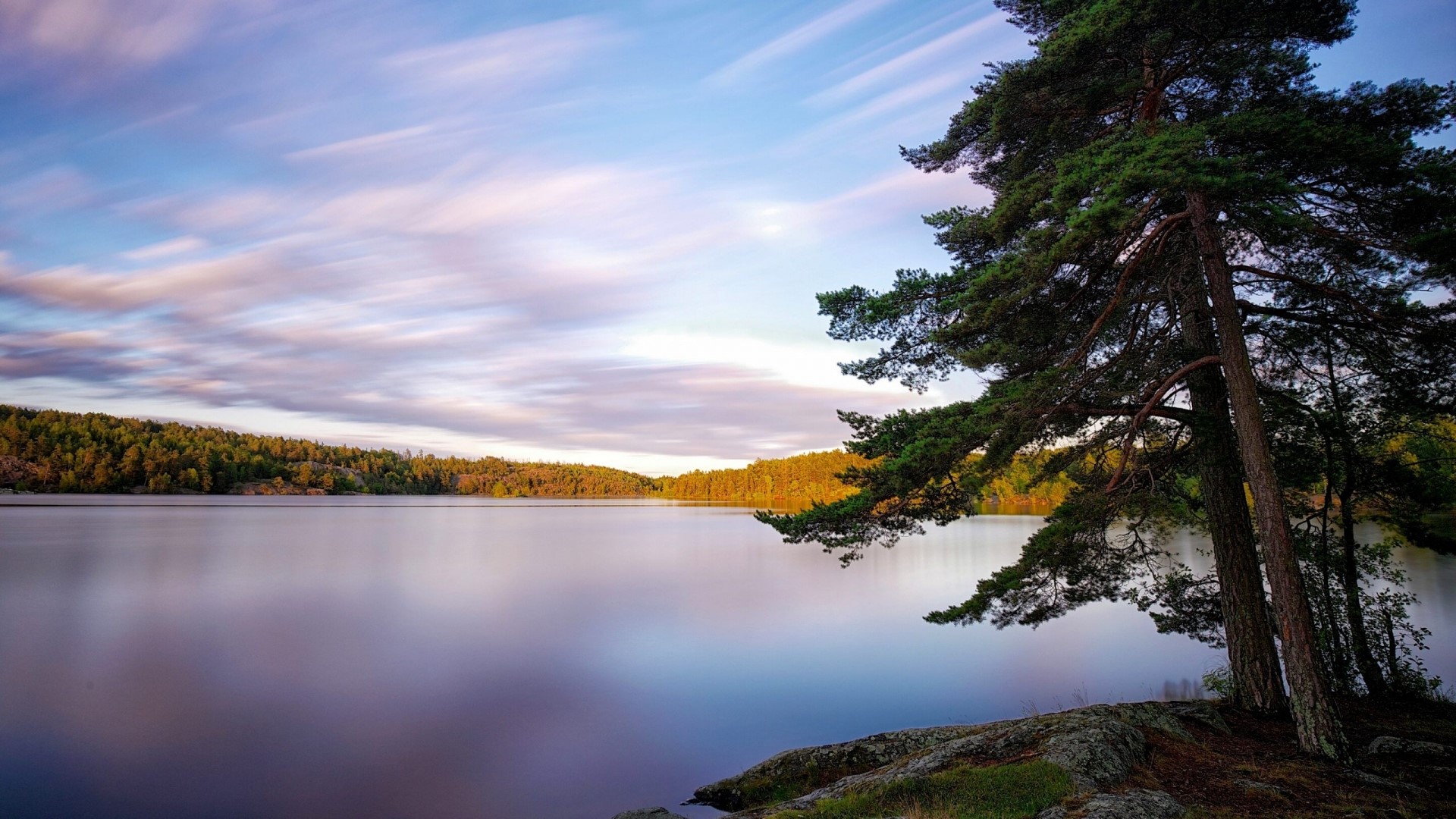 Lake and forest scenery with pine tree HD Wallpaper