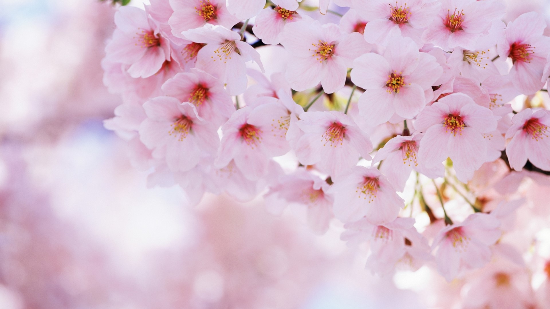 Close-up of Pink Cherry Blossoms HD Wallpaper